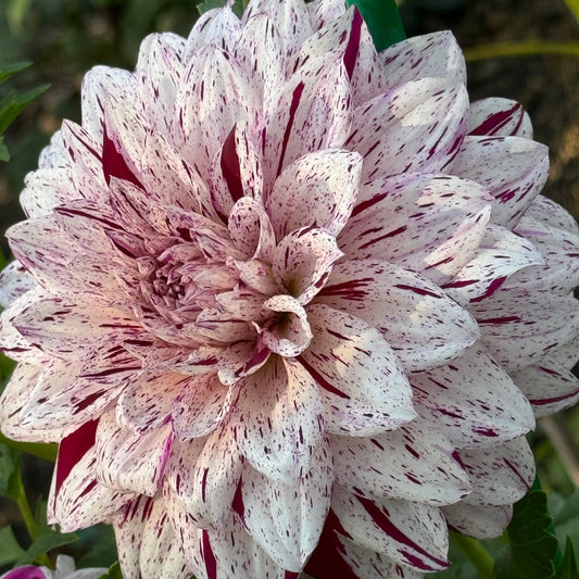 Bristol Fleck Dahlia