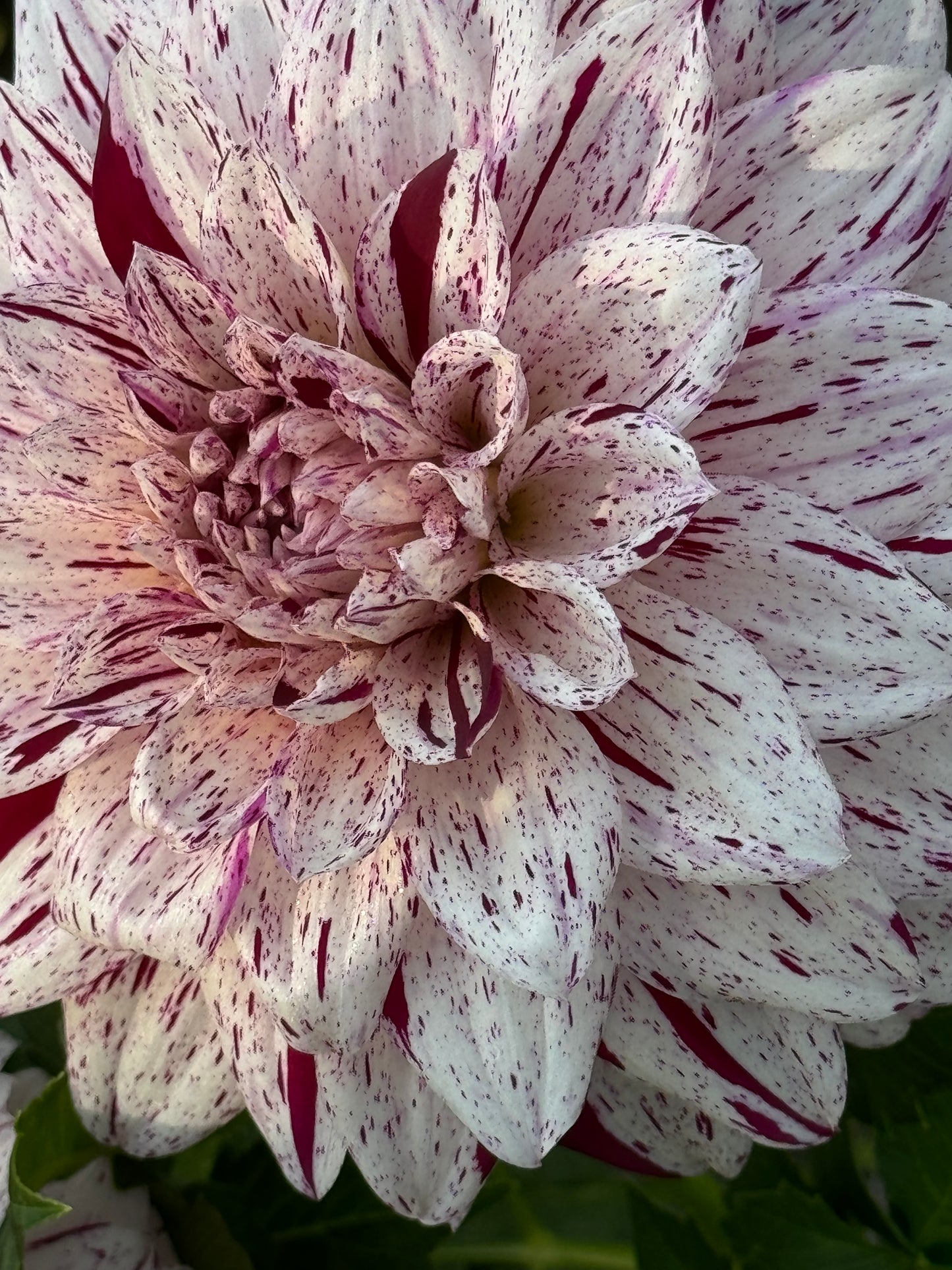 Bristol Fleck Dahlia