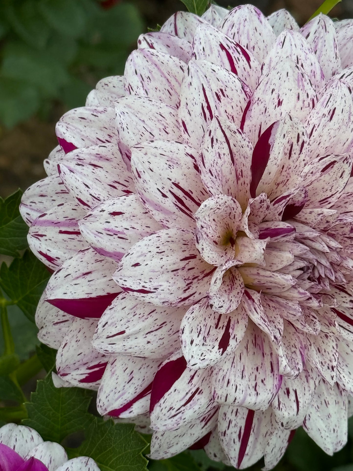 Bristol Fleck Dahlia