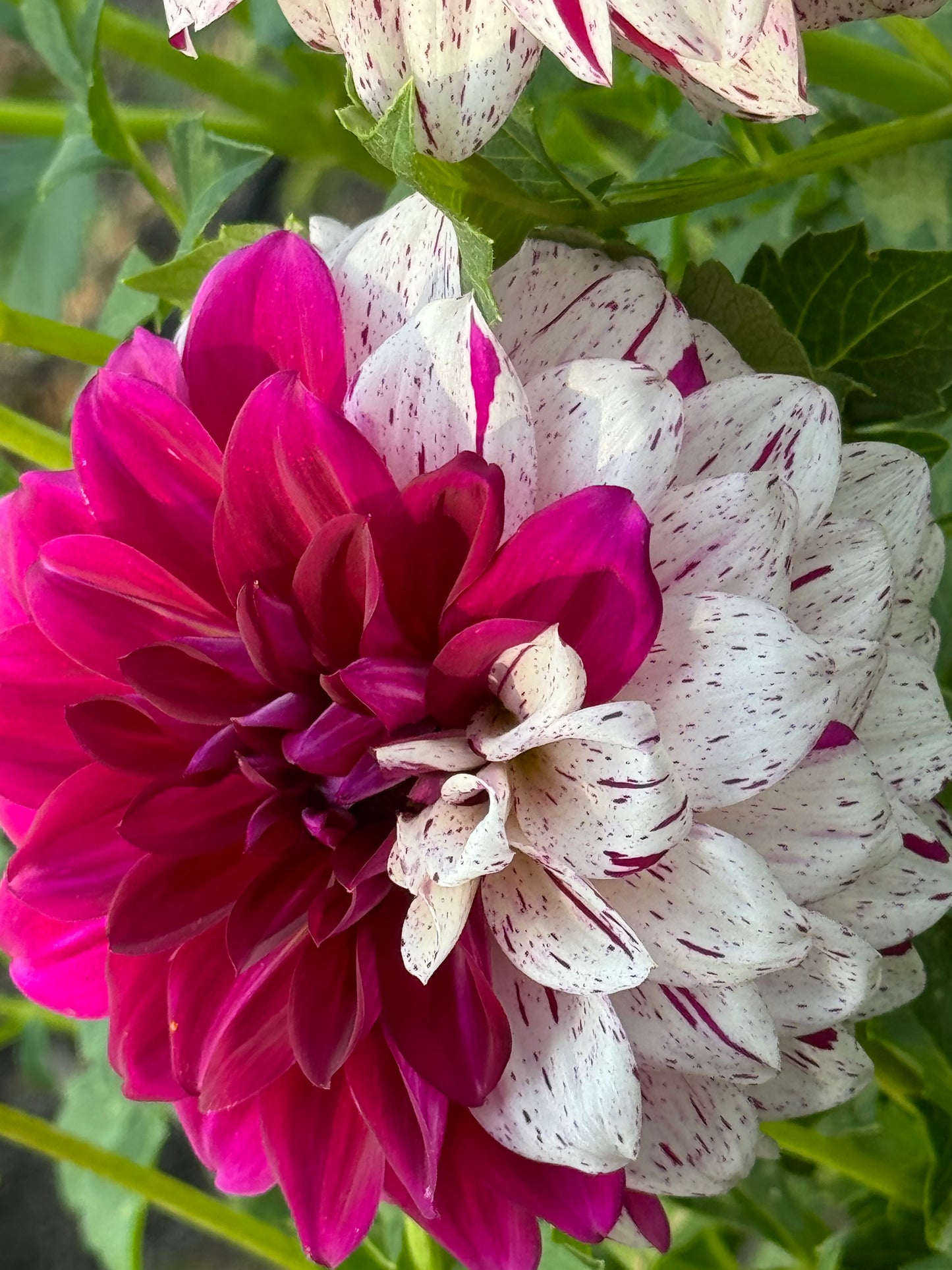 Bristol Fleck Dahlia