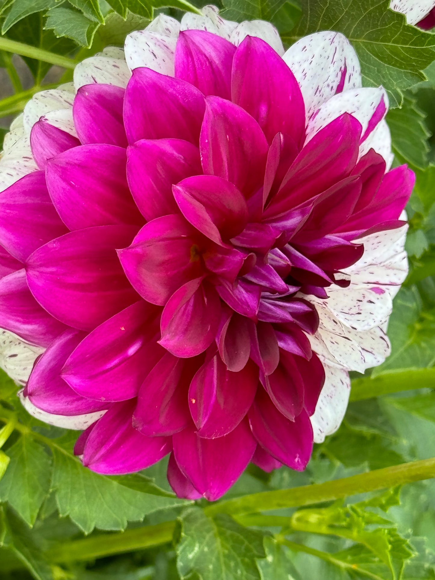 Bristol Fleck Dahlia