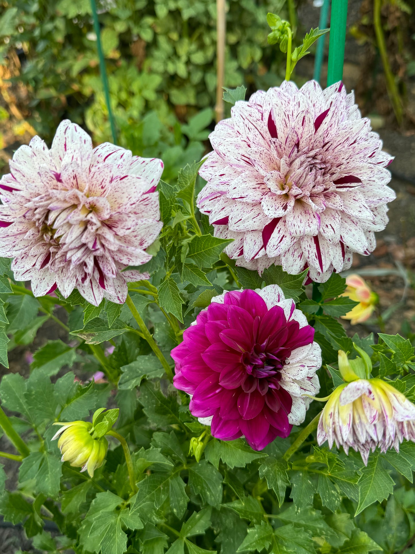 Bristol Fleck Dahlia