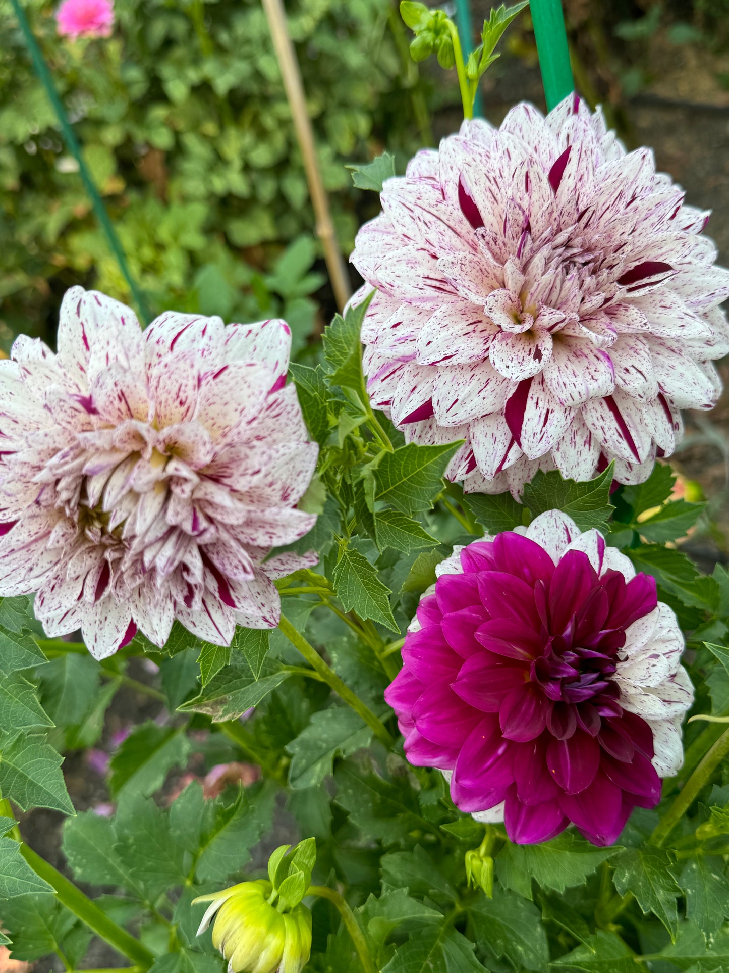 Bristol Fleck Dahlia