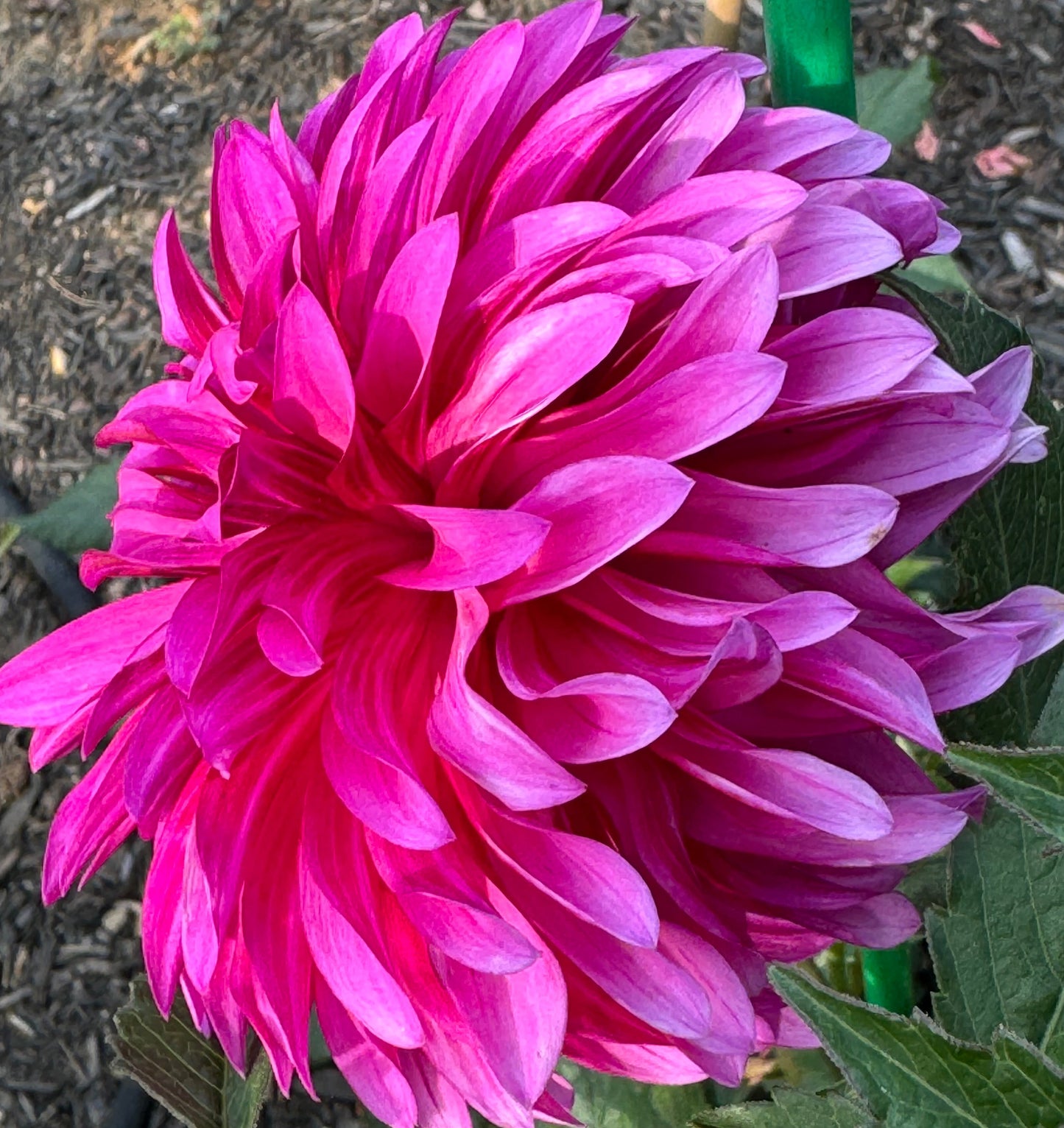 Bloomquist Pinwheel Dahlia