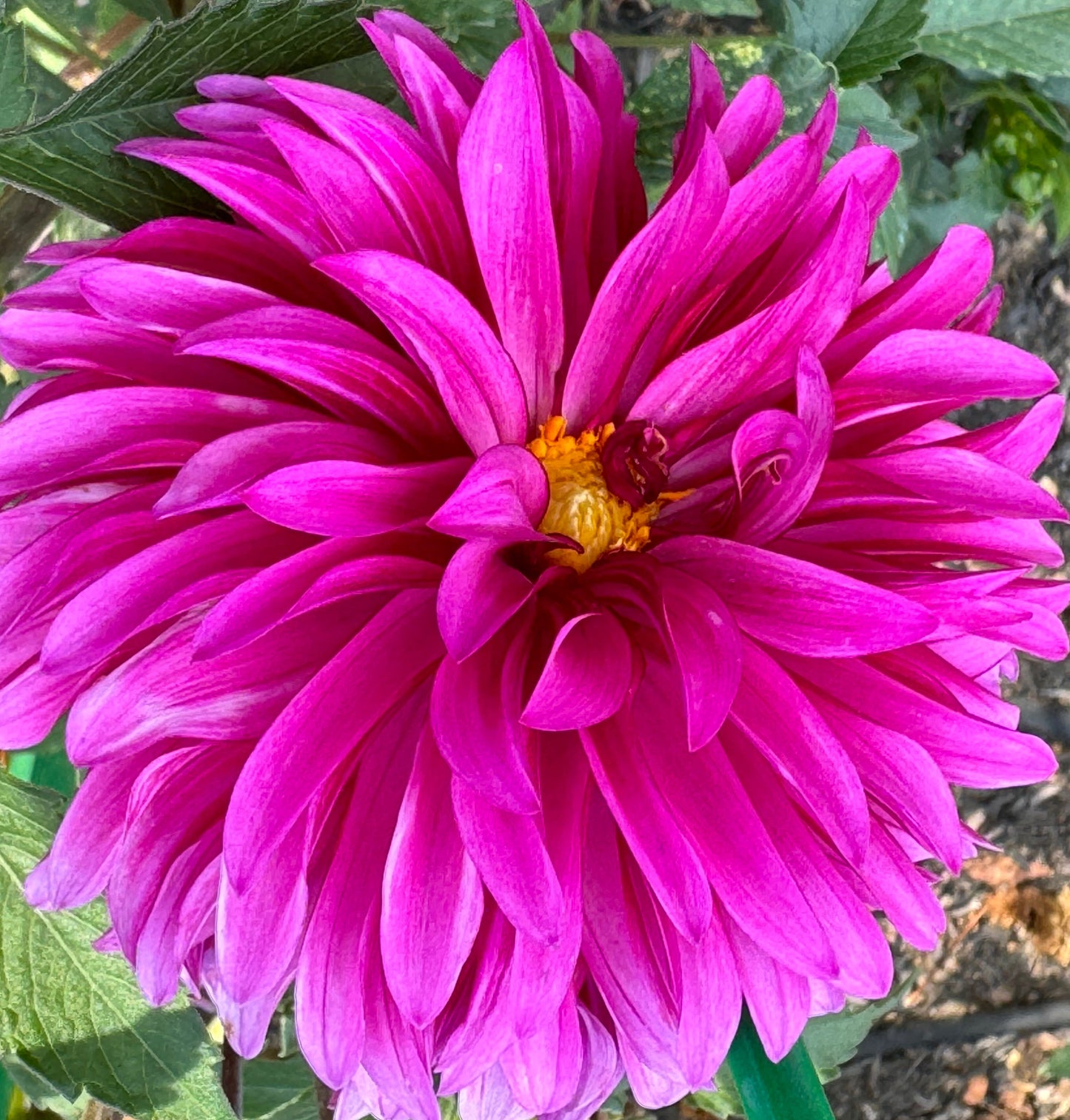 Bloomquist Pinwheel Dahlia