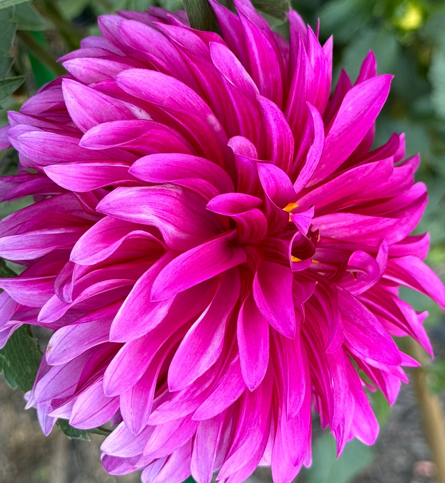 Bloomquist Pinwheel Dahlia