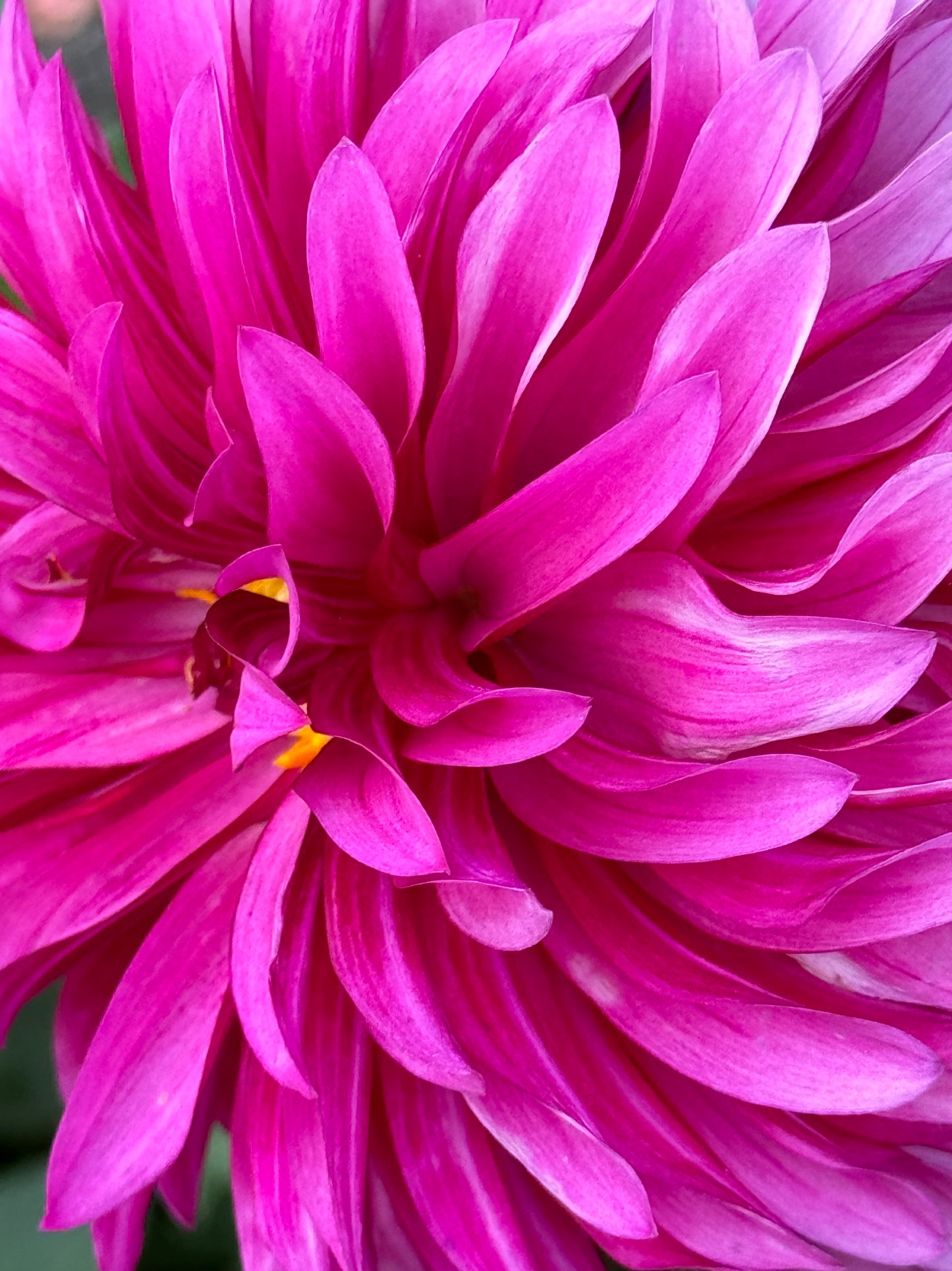 Bloomquist Pinwheel Dahlia