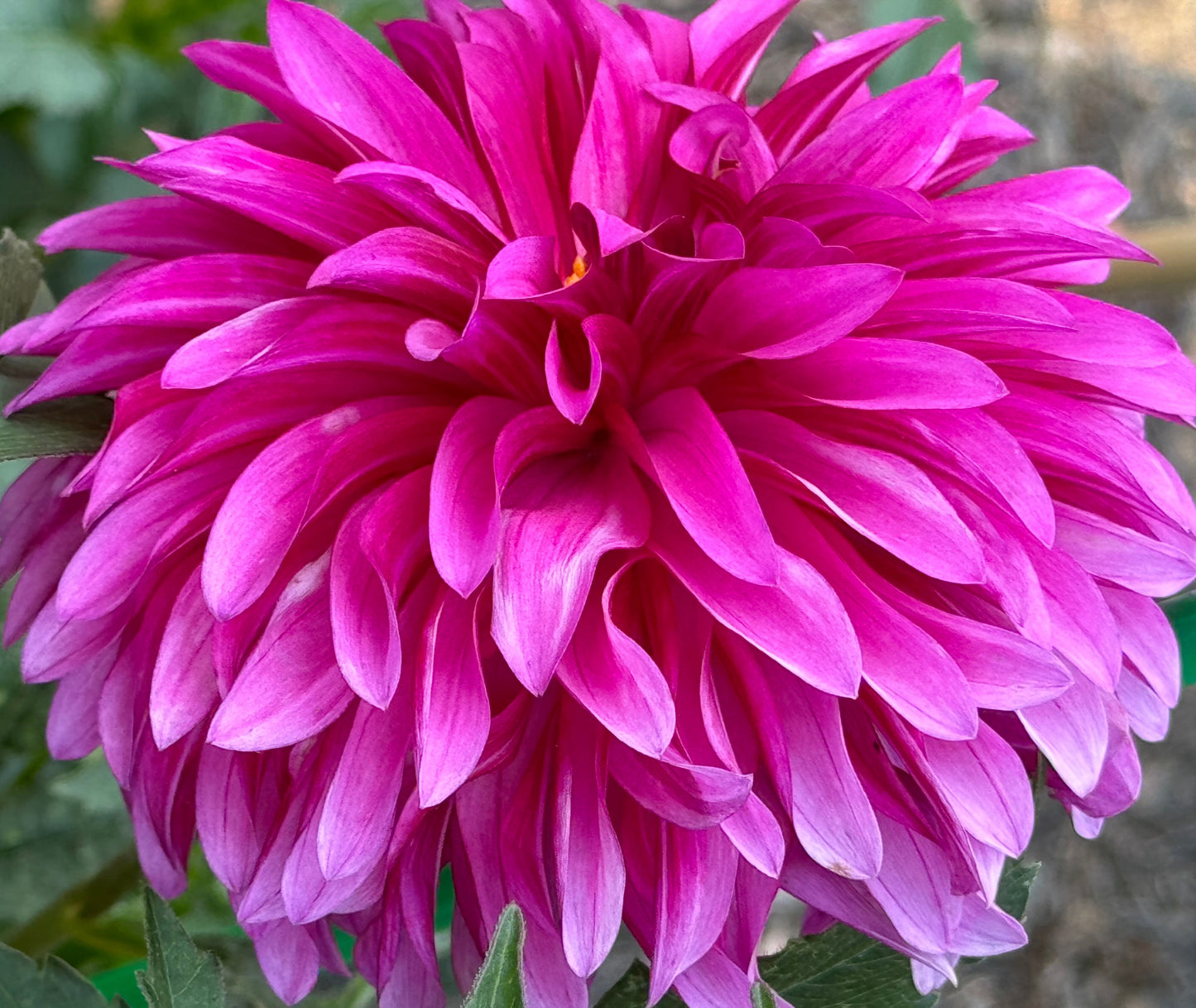 Bloomquist Pinwheel Dahlia