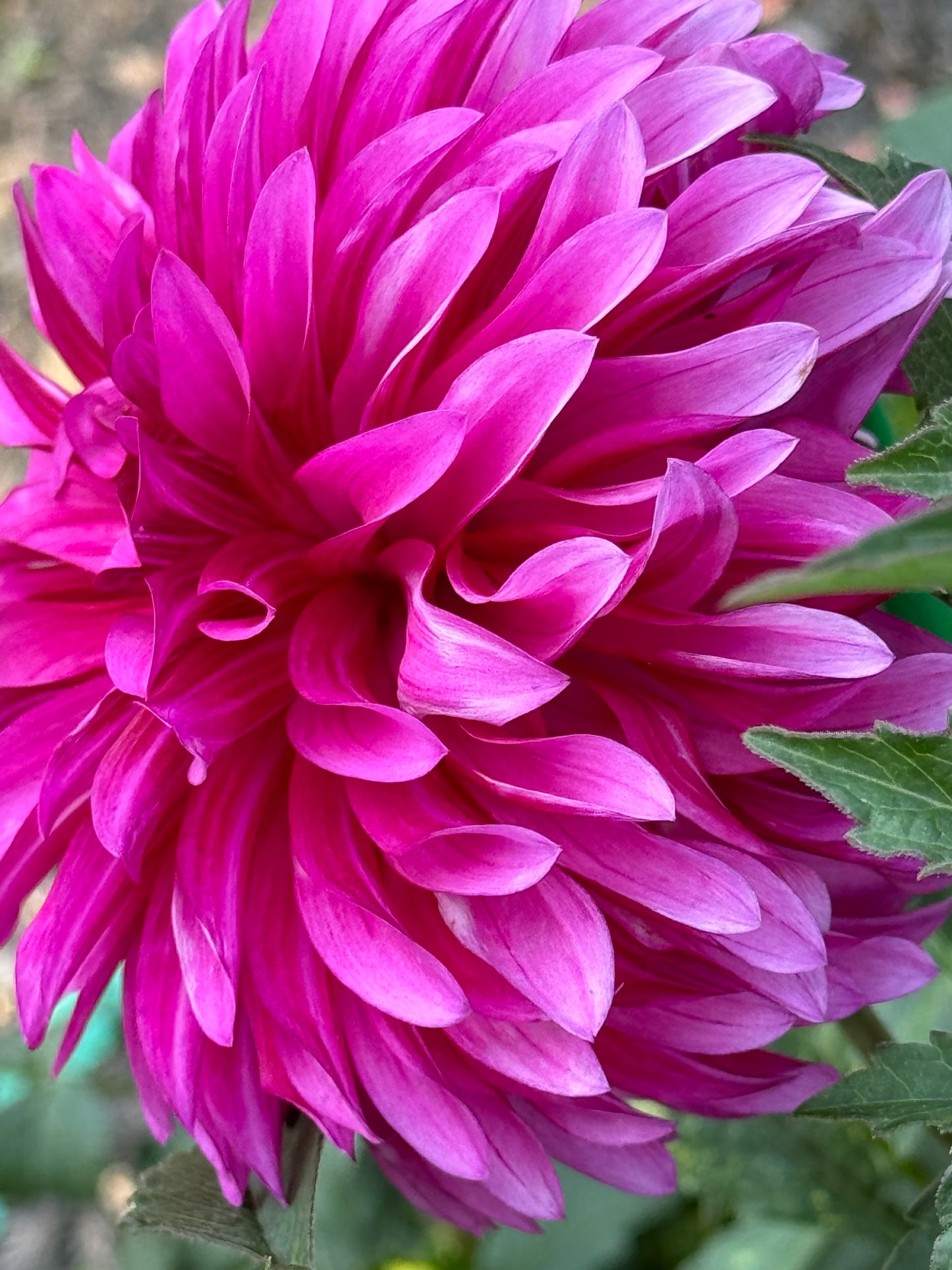 Bloomquist Pinwheel Dahlia