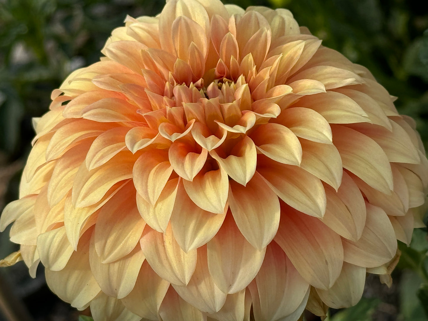 Bracken Palomino Dahlia