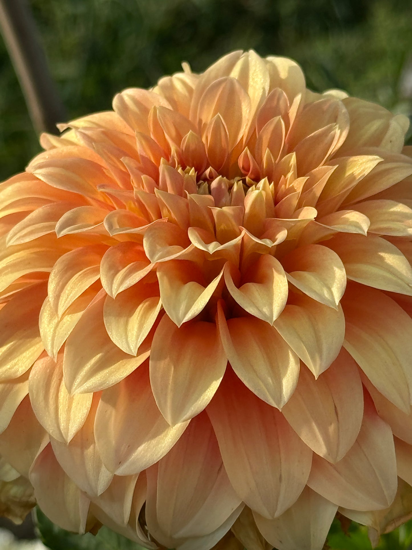 Bracken Palomino Dahlia