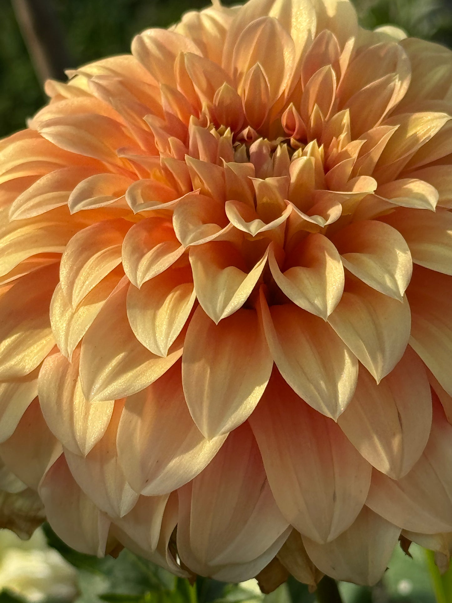 Bracken Palomino Dahlia