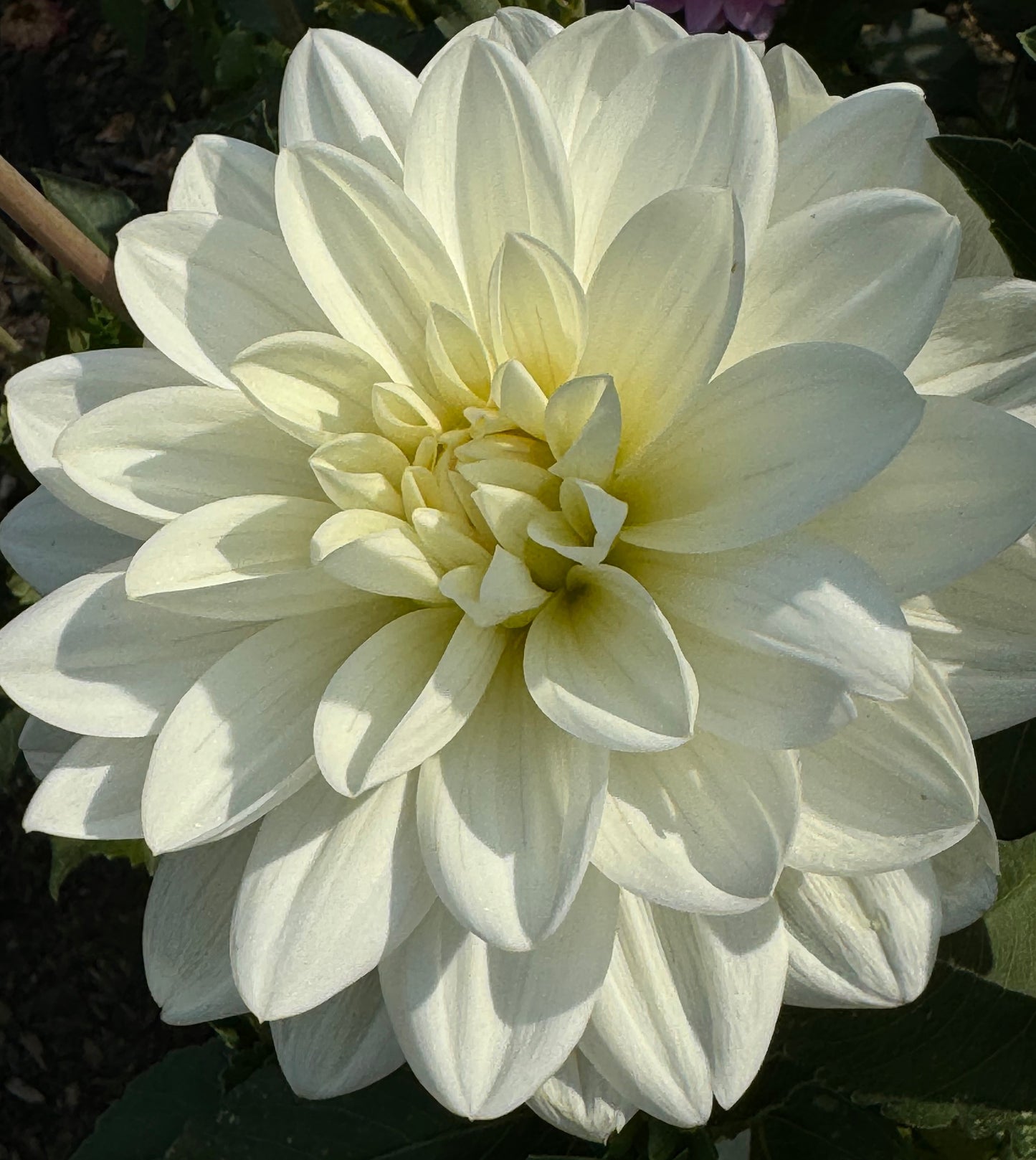 White Onesta Dahlia