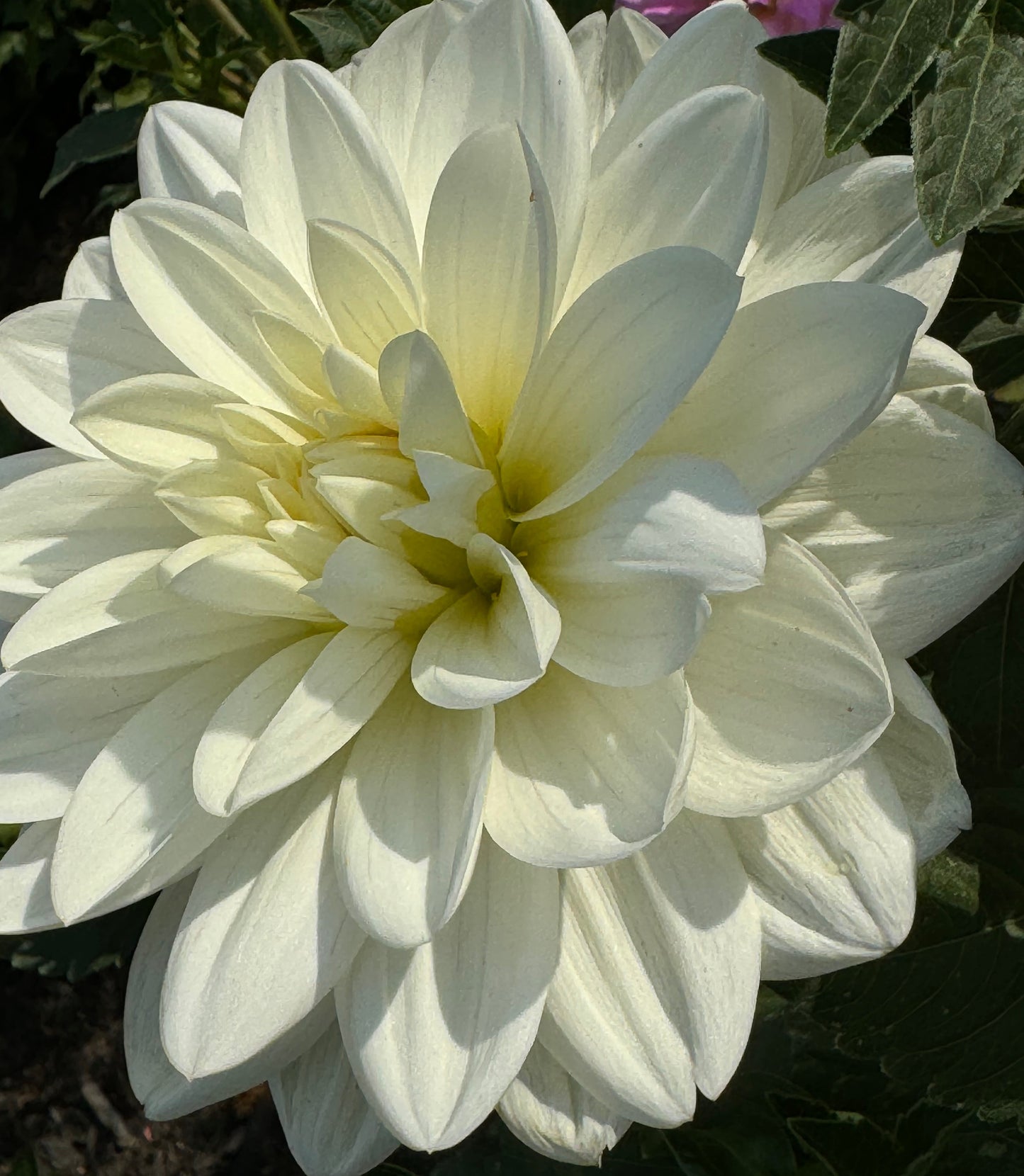 White Onesta Dahlia