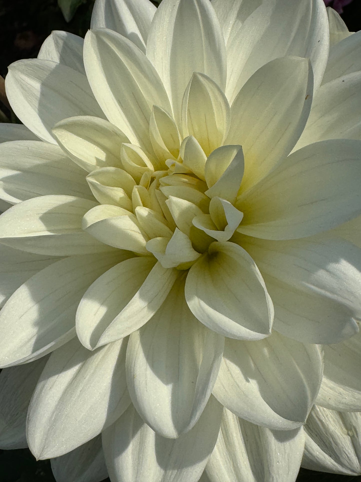 White Onesta Dahlia