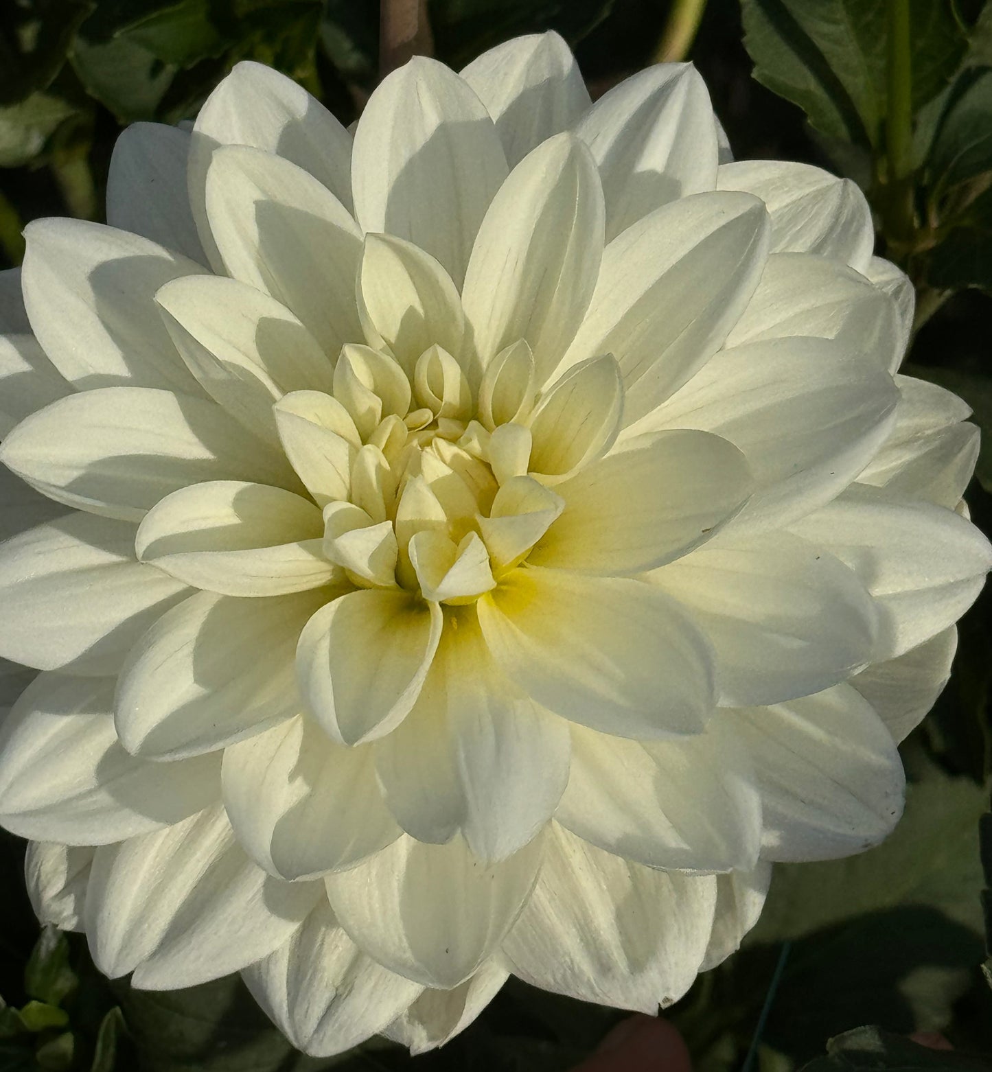 White Onesta Dahlia