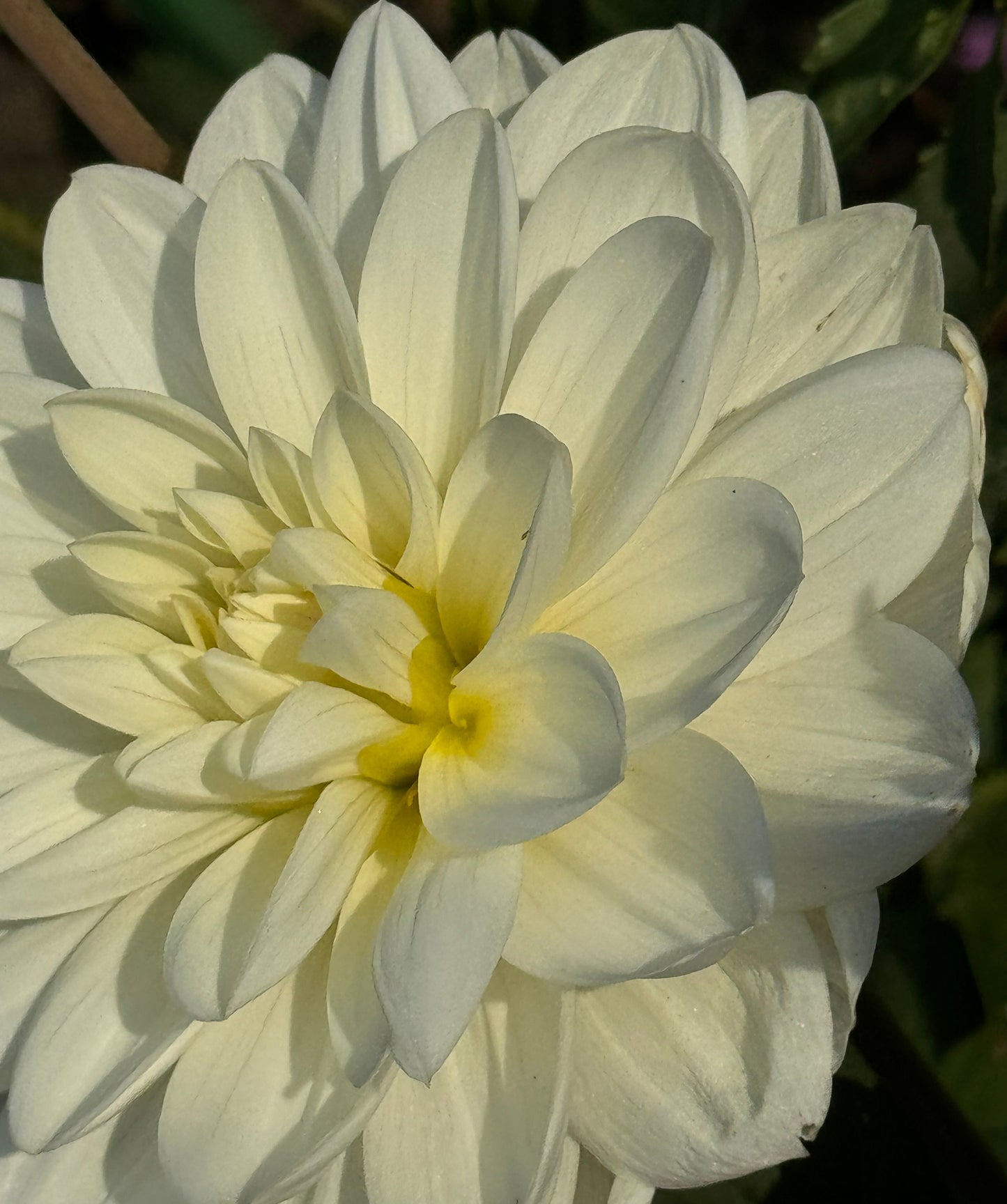 White Onesta Dahlia