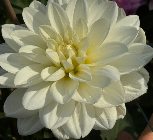 White Onesta Dahlia