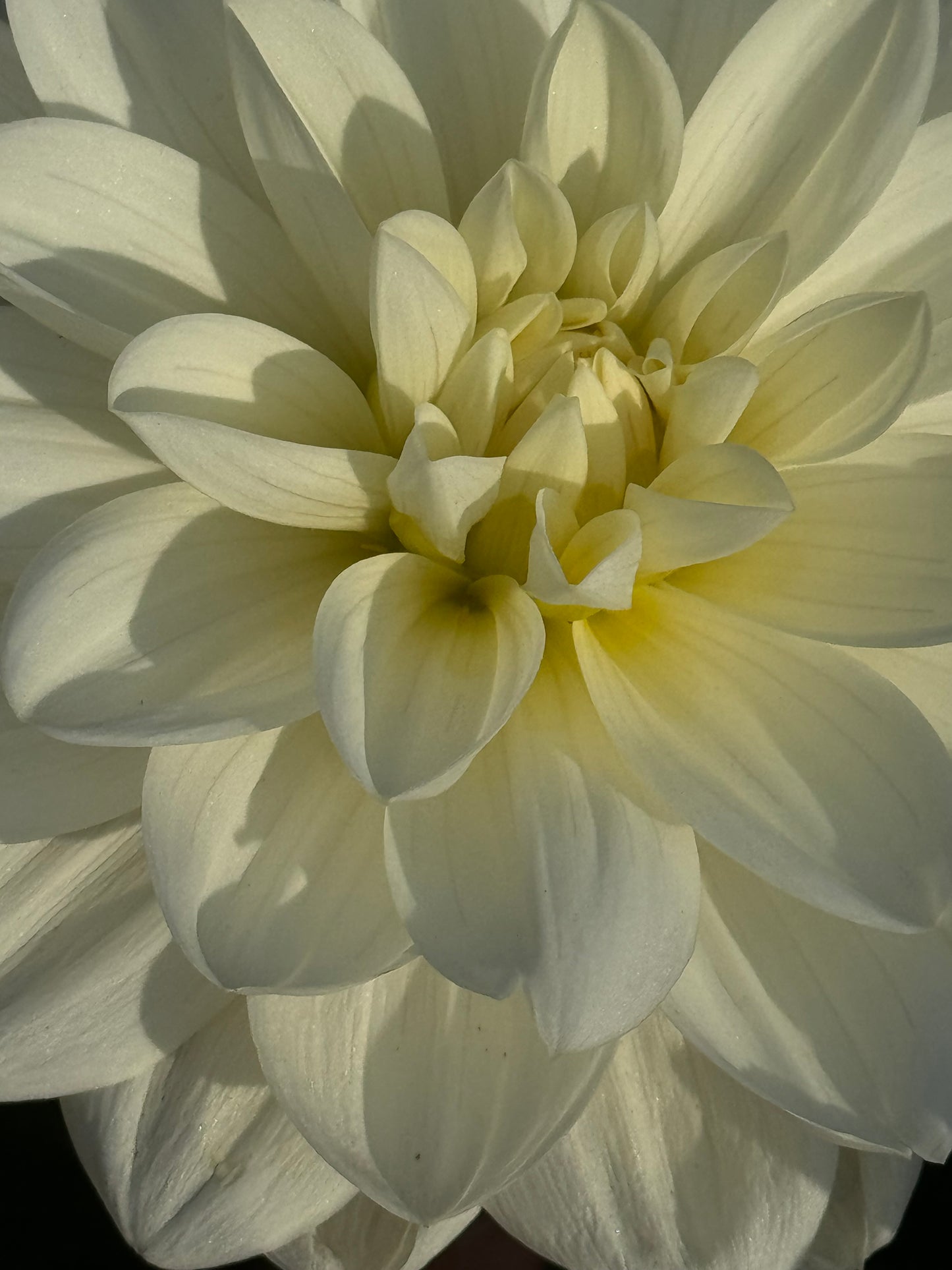 White Onesta Dahlia