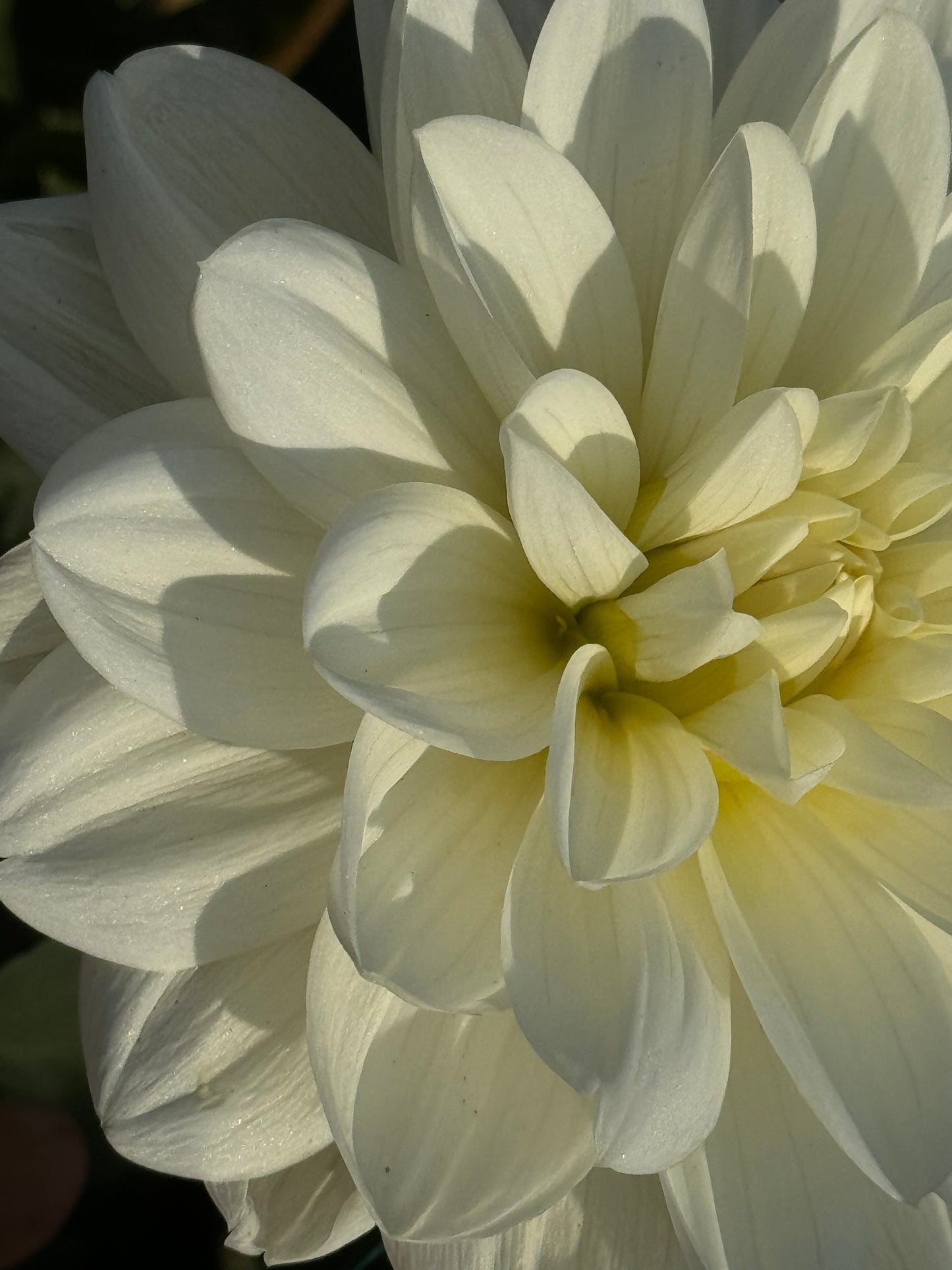 White Onesta Dahlia