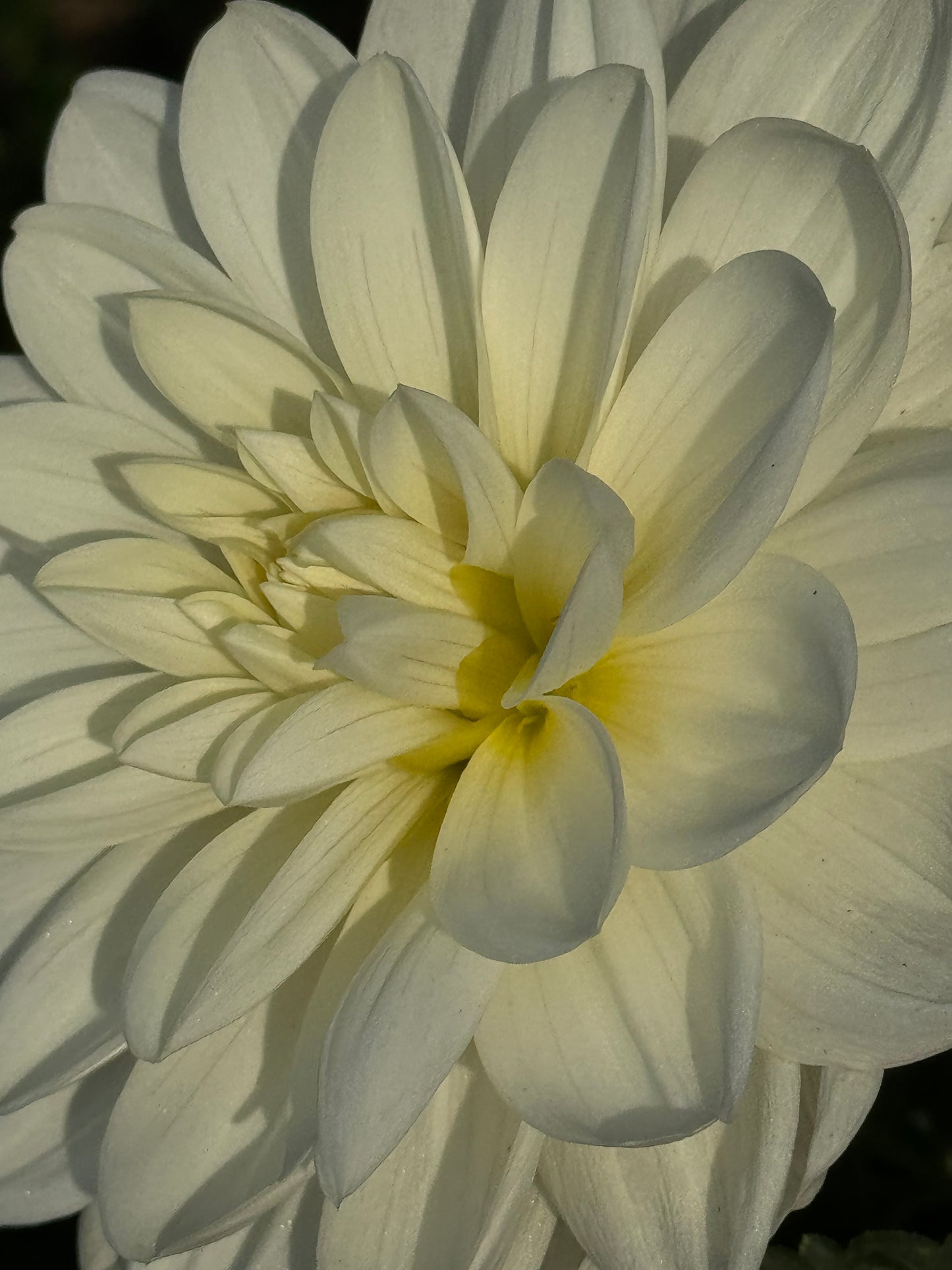 White Onesta Dahlia