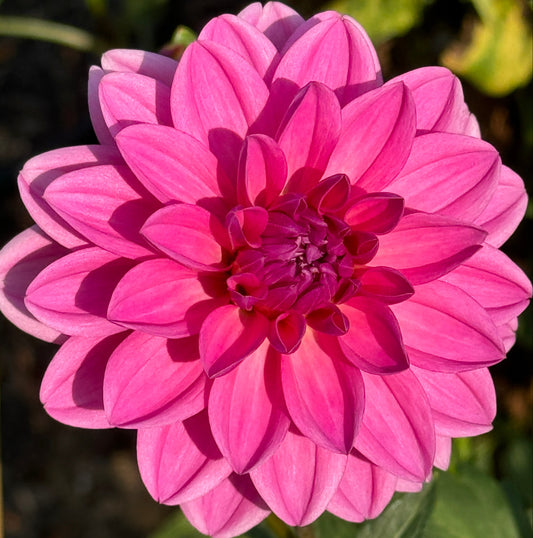 Stella J Dahlia