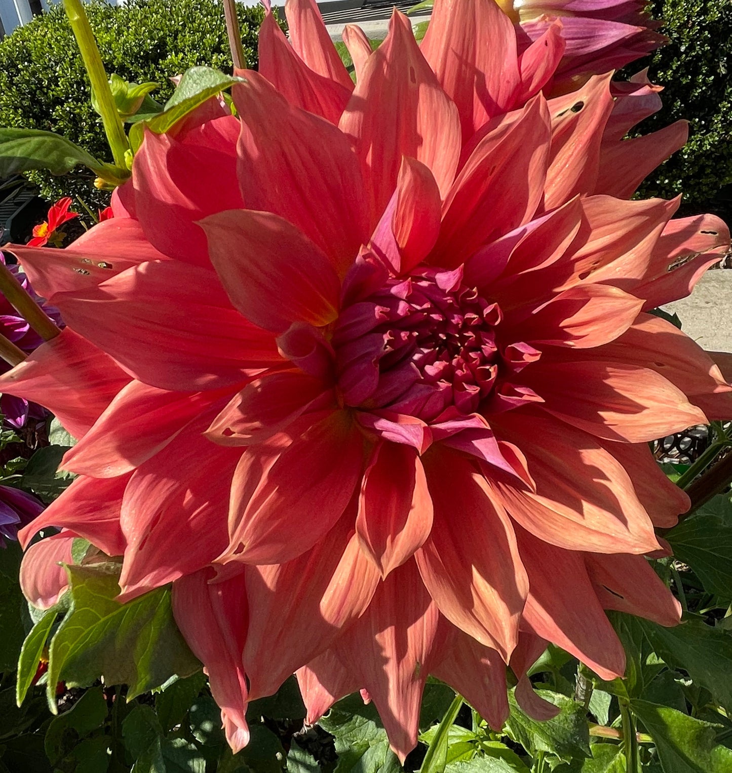 Penhill Dark Monarch Dahlia