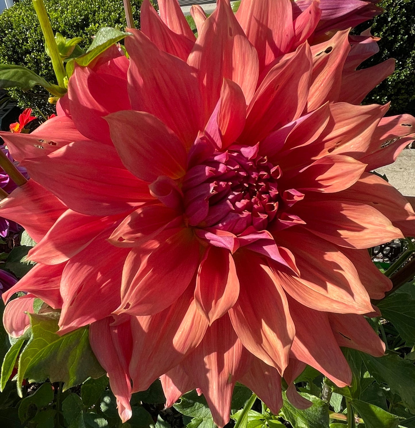 Penhill Dark Monarch Dahlia