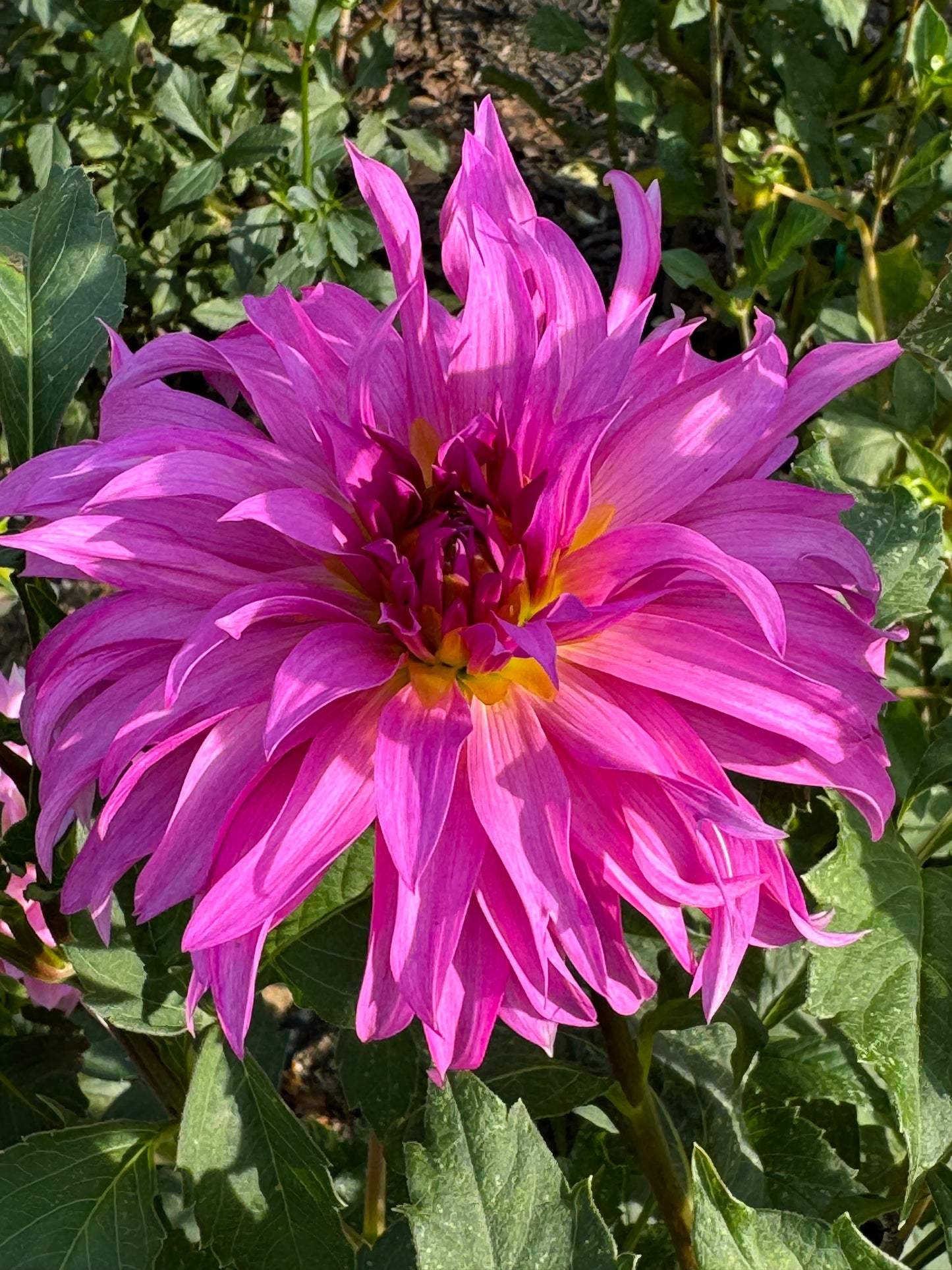 Bloomquist Twisted Sister Dahlia