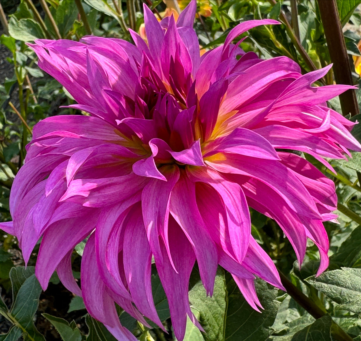 Bloomquist Twisted Sister Dahlia