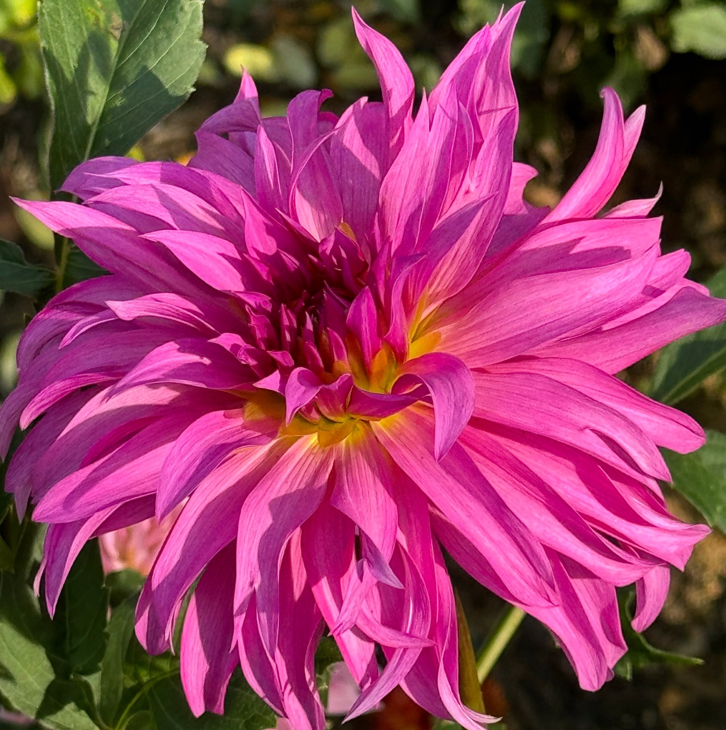 Bloomquist Twisted Sister Dahlia