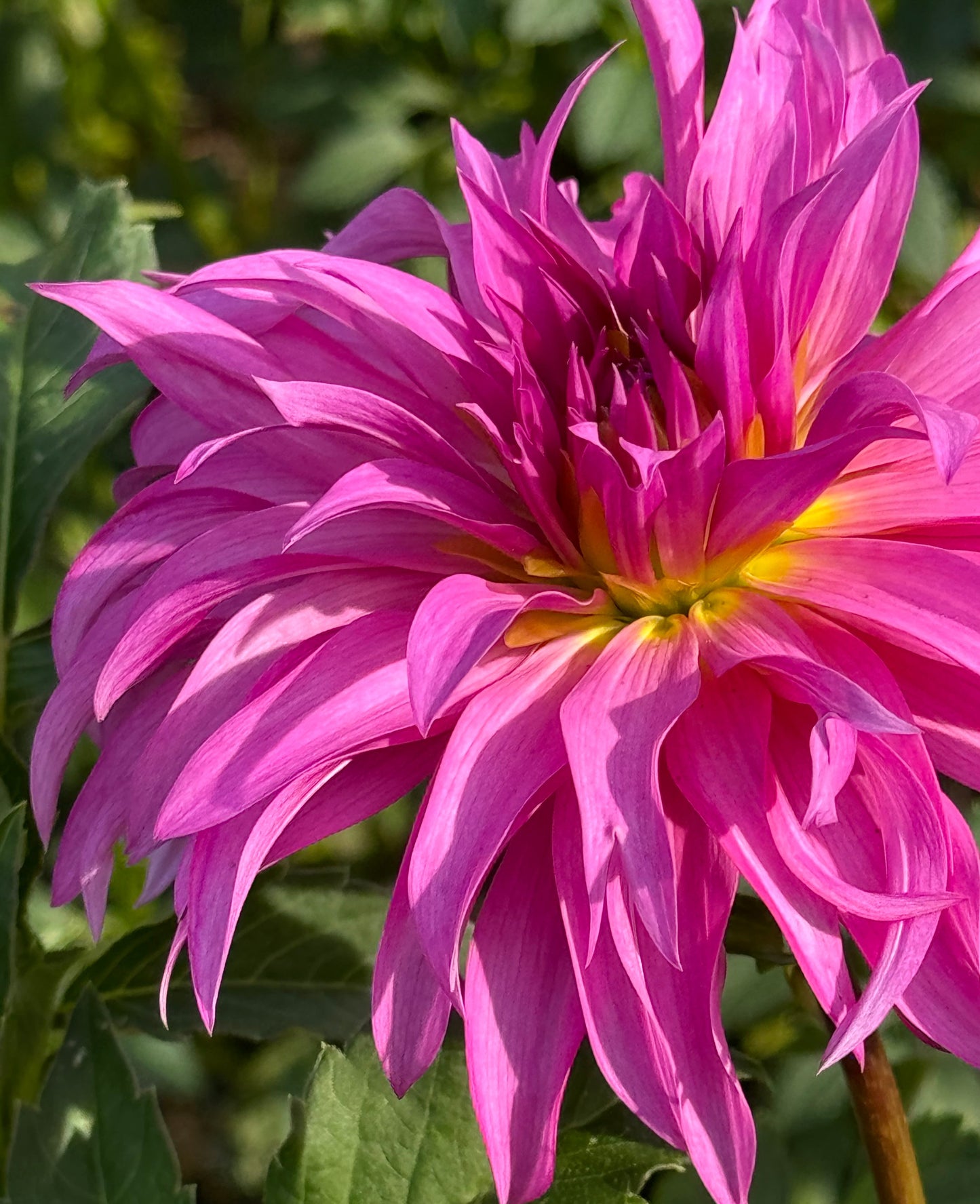 Bloomquist Twisted Sister Dahlia