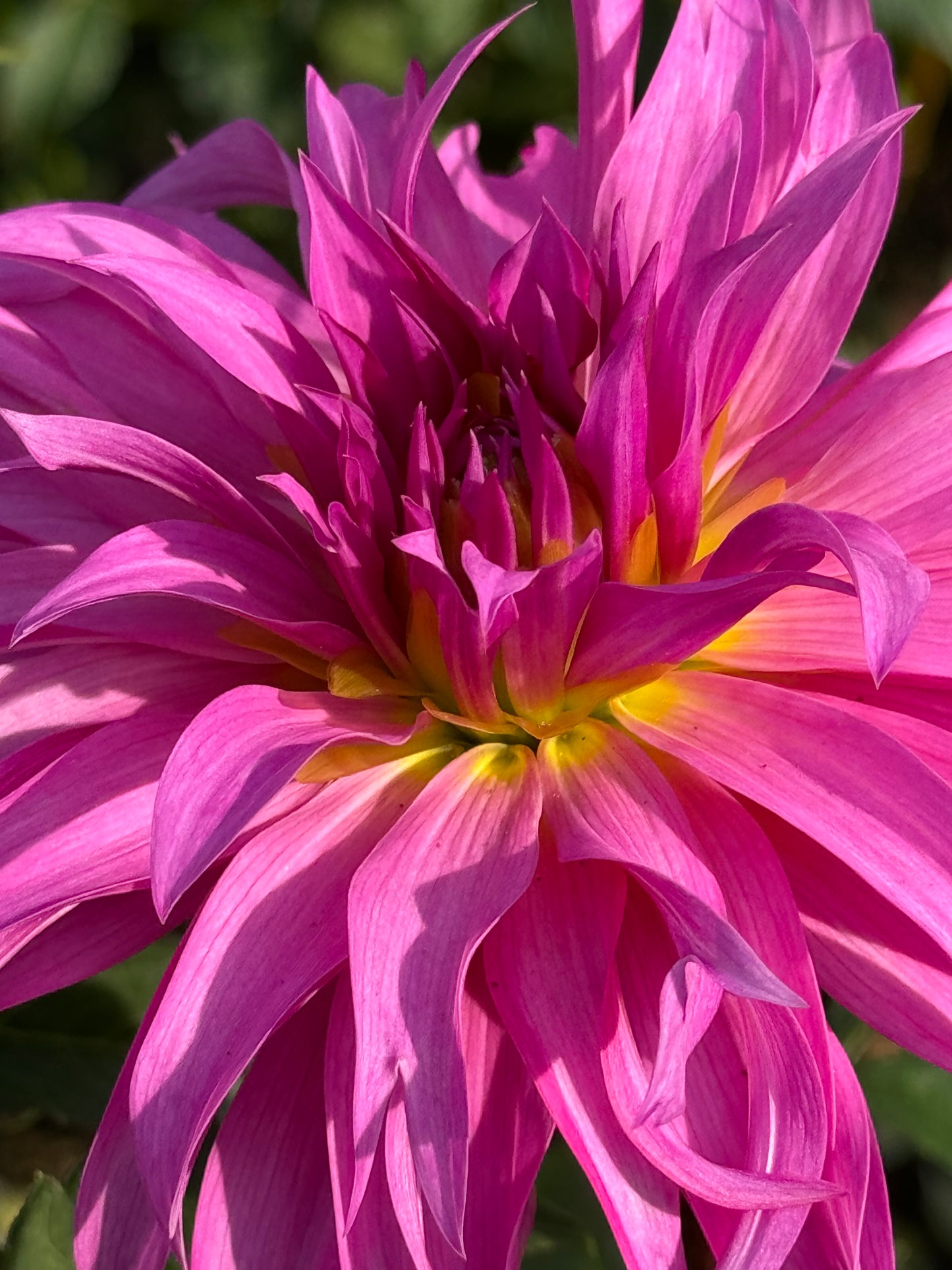 Bloomquist Twisted Sister Dahlia