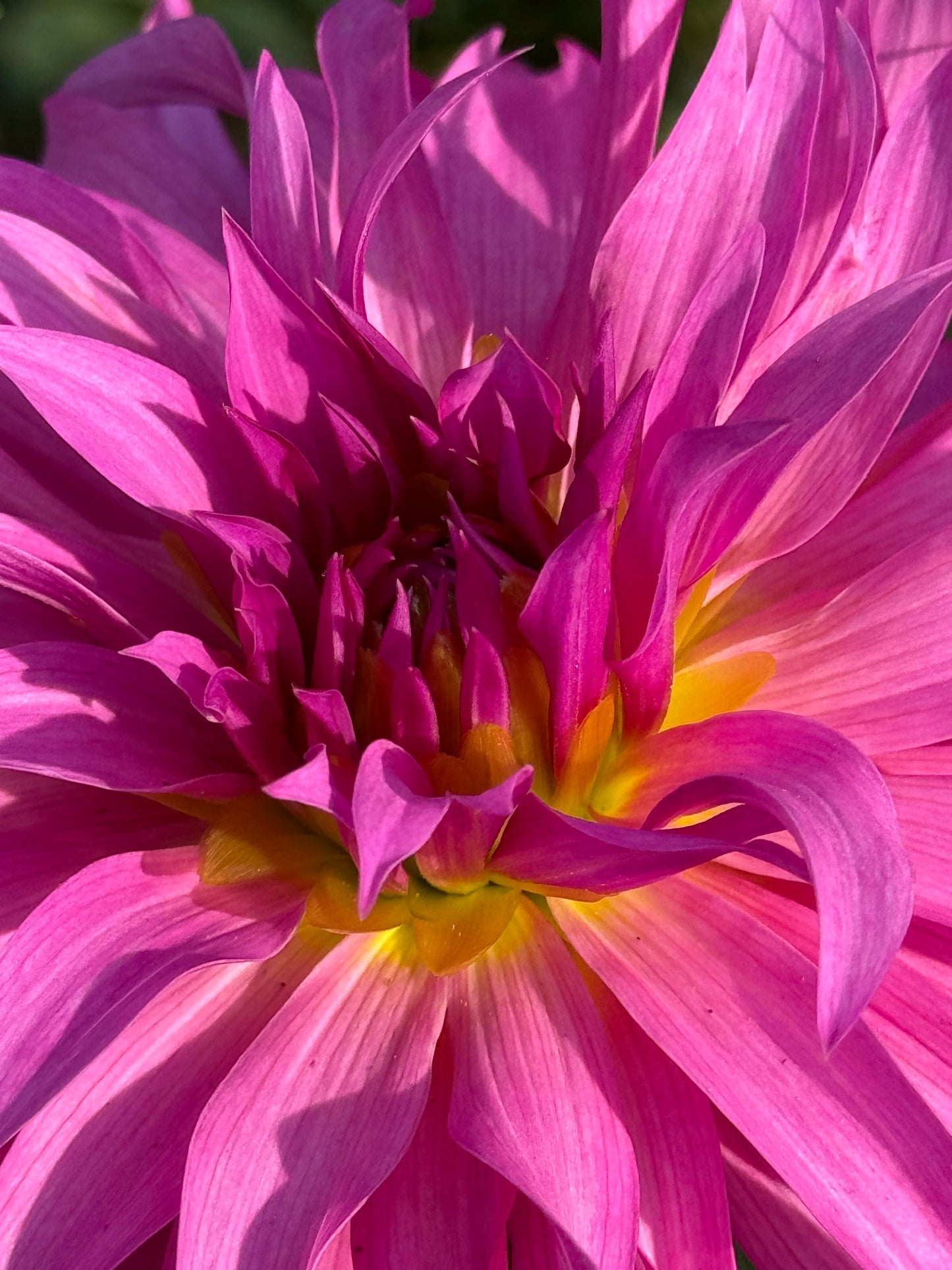 Bloomquist Twisted Sister Dahlia