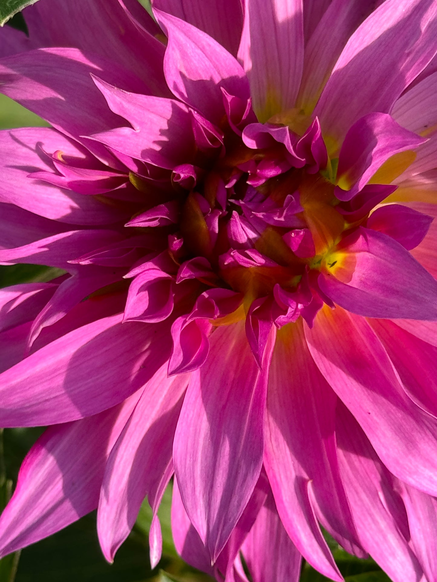 Bloomquist Twisted Sister Dahlia