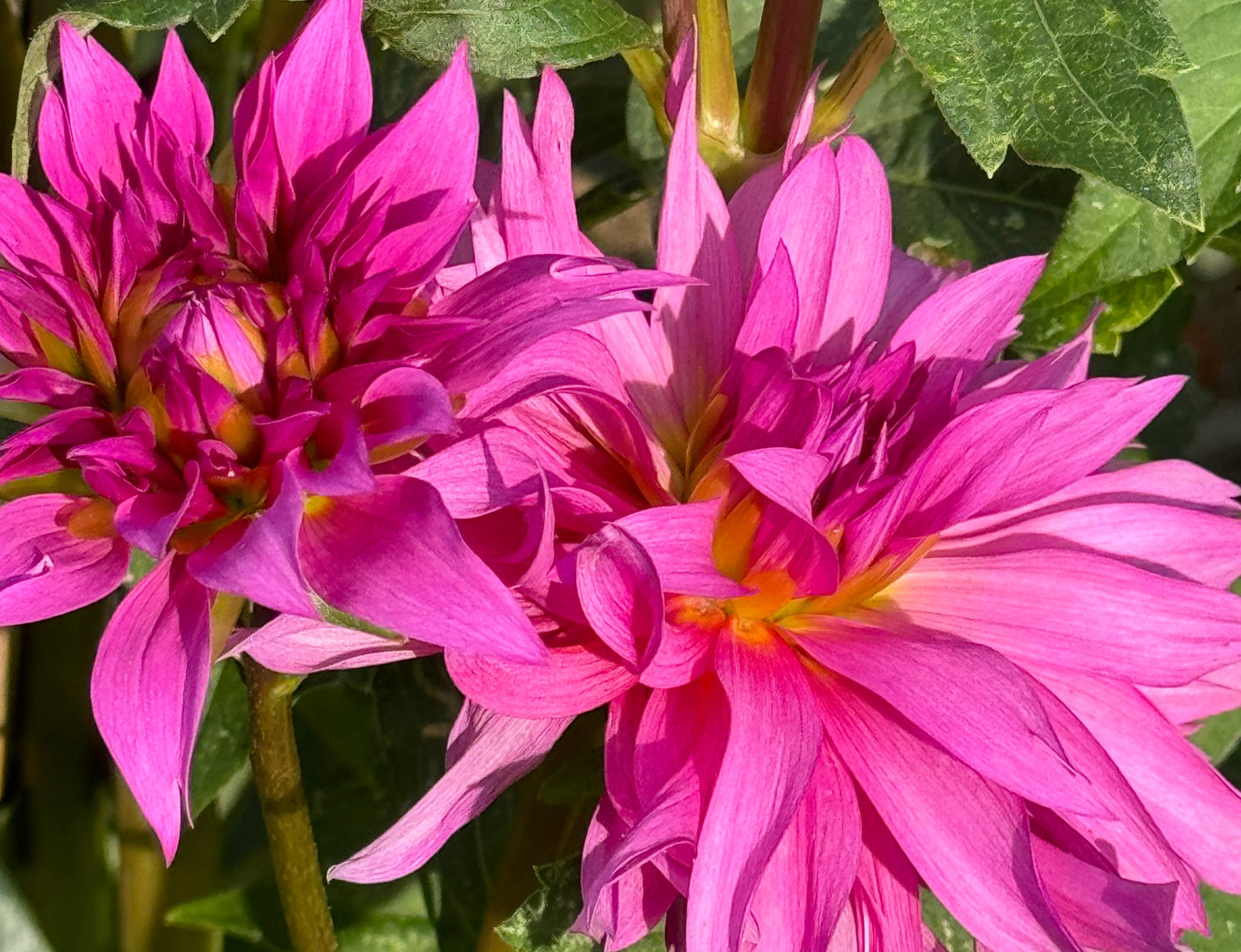 Bloomquist Twisted Sister Dahlia