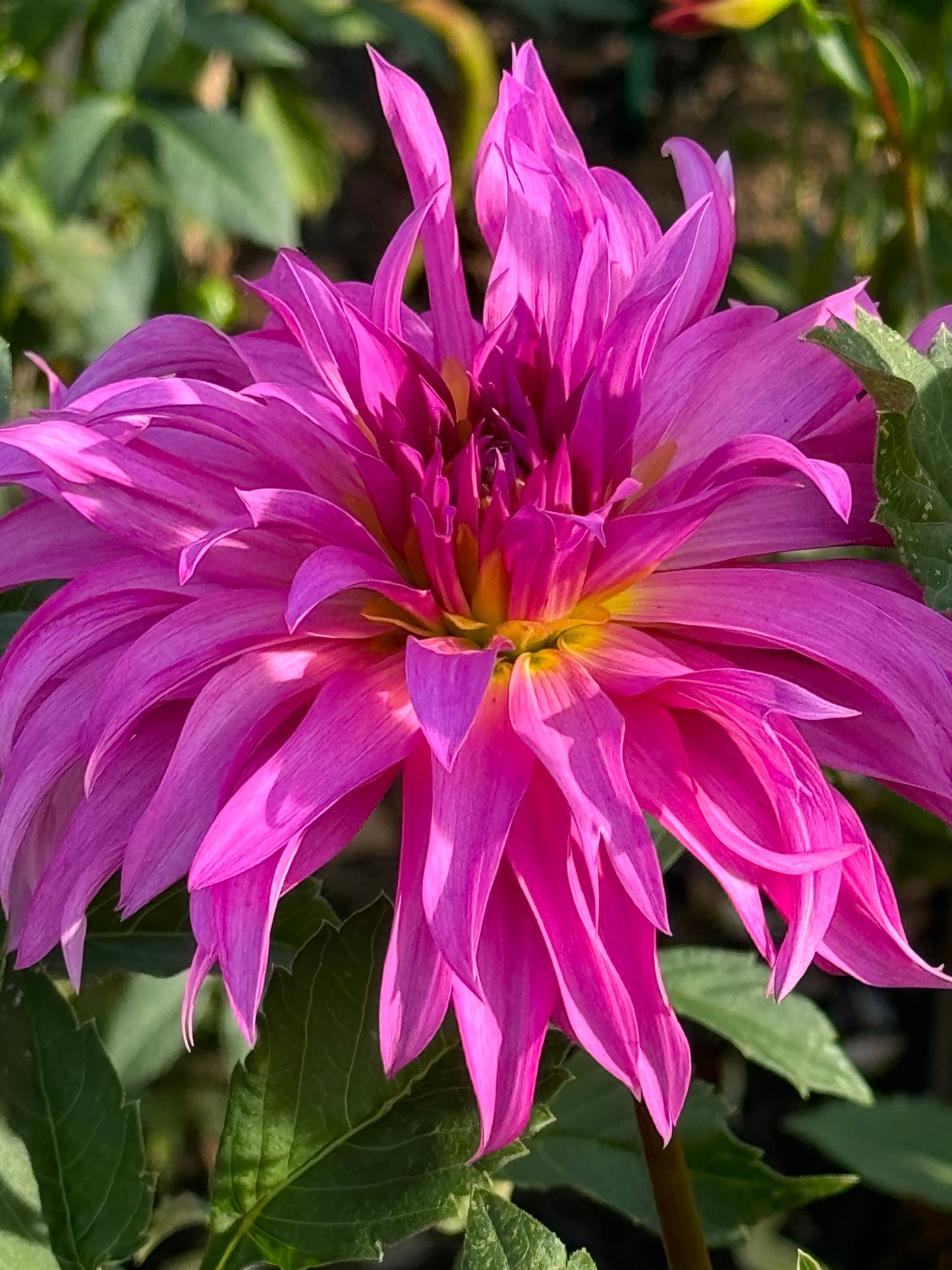 Bloomquist Twisted Sister Dahlia