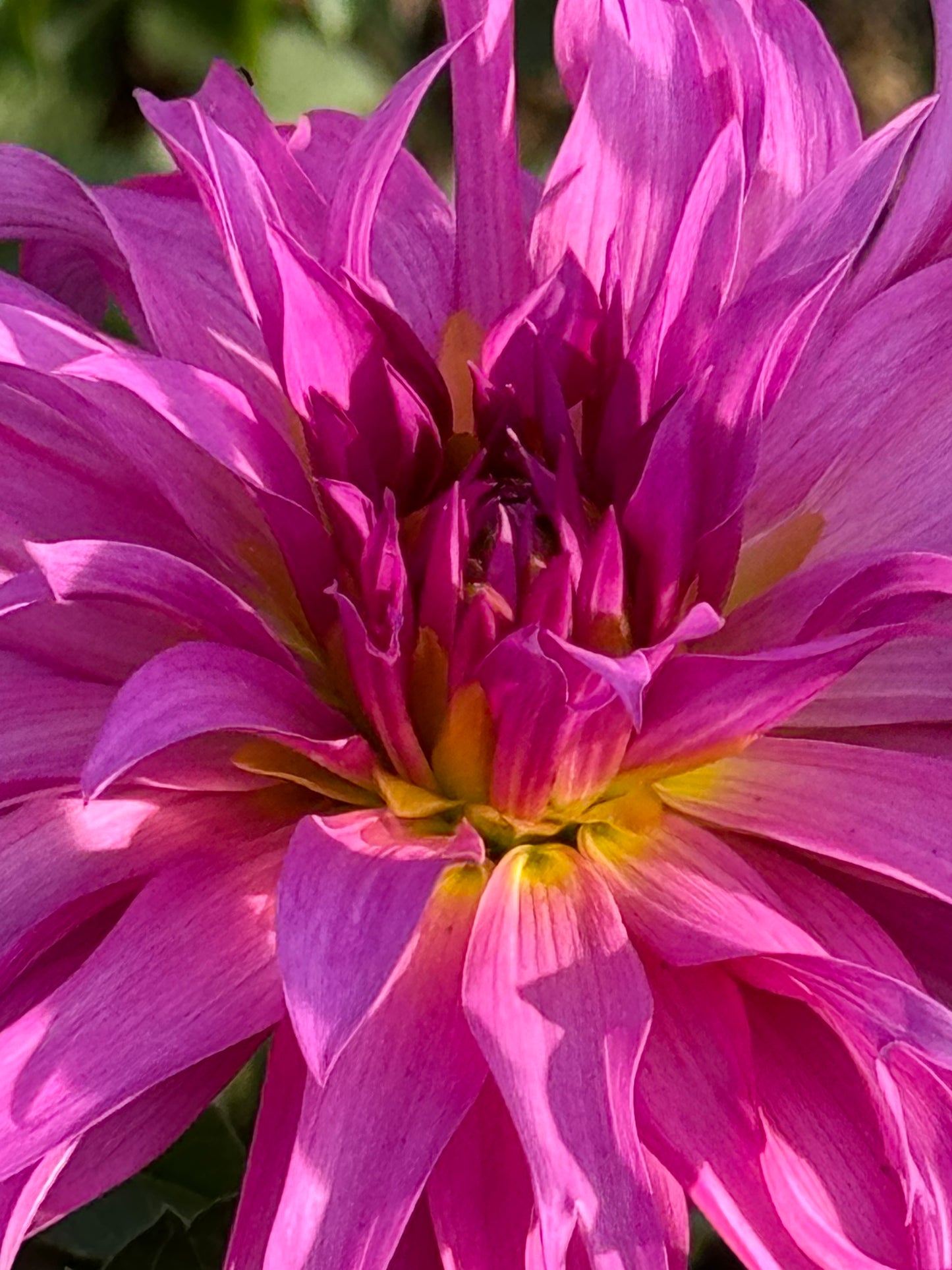 Bloomquist Twisted Sister Dahlia