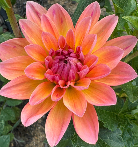 Oregon Sunset Dahlia
