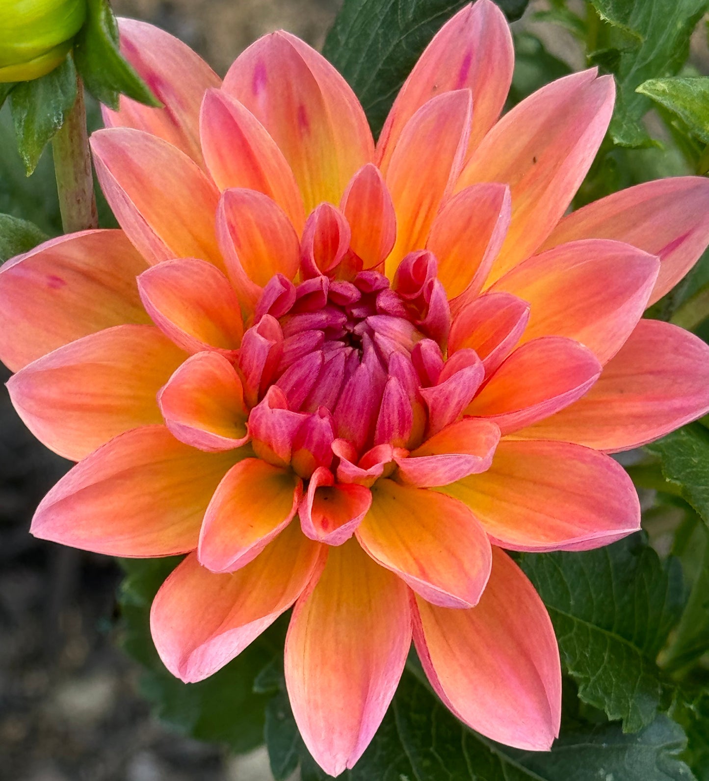 Oregon Sunset Dahlia