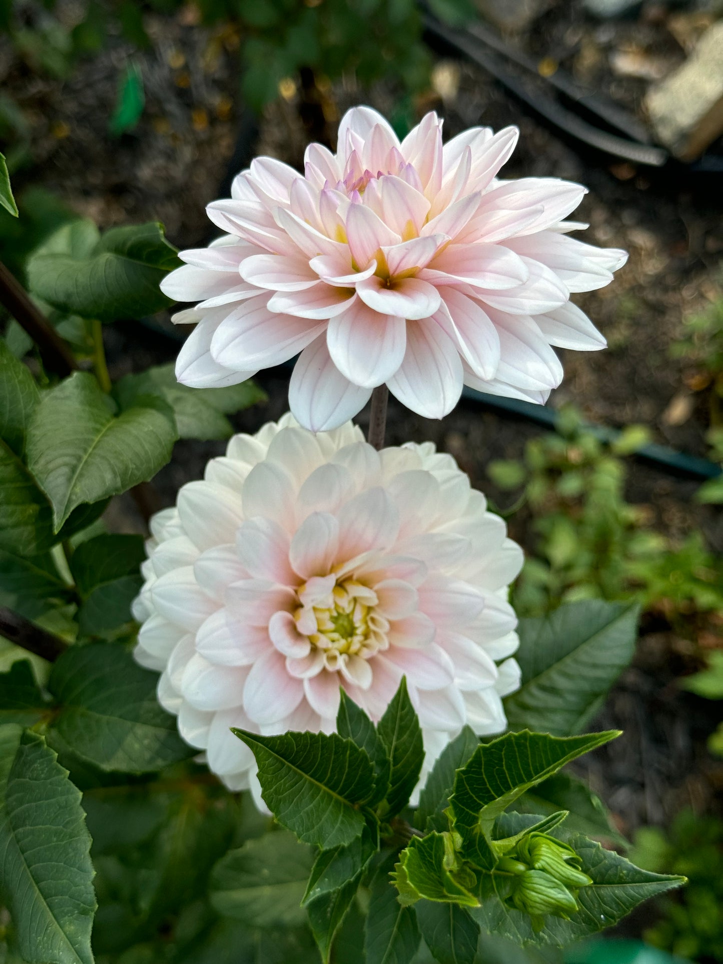 Silver Years Dahlia