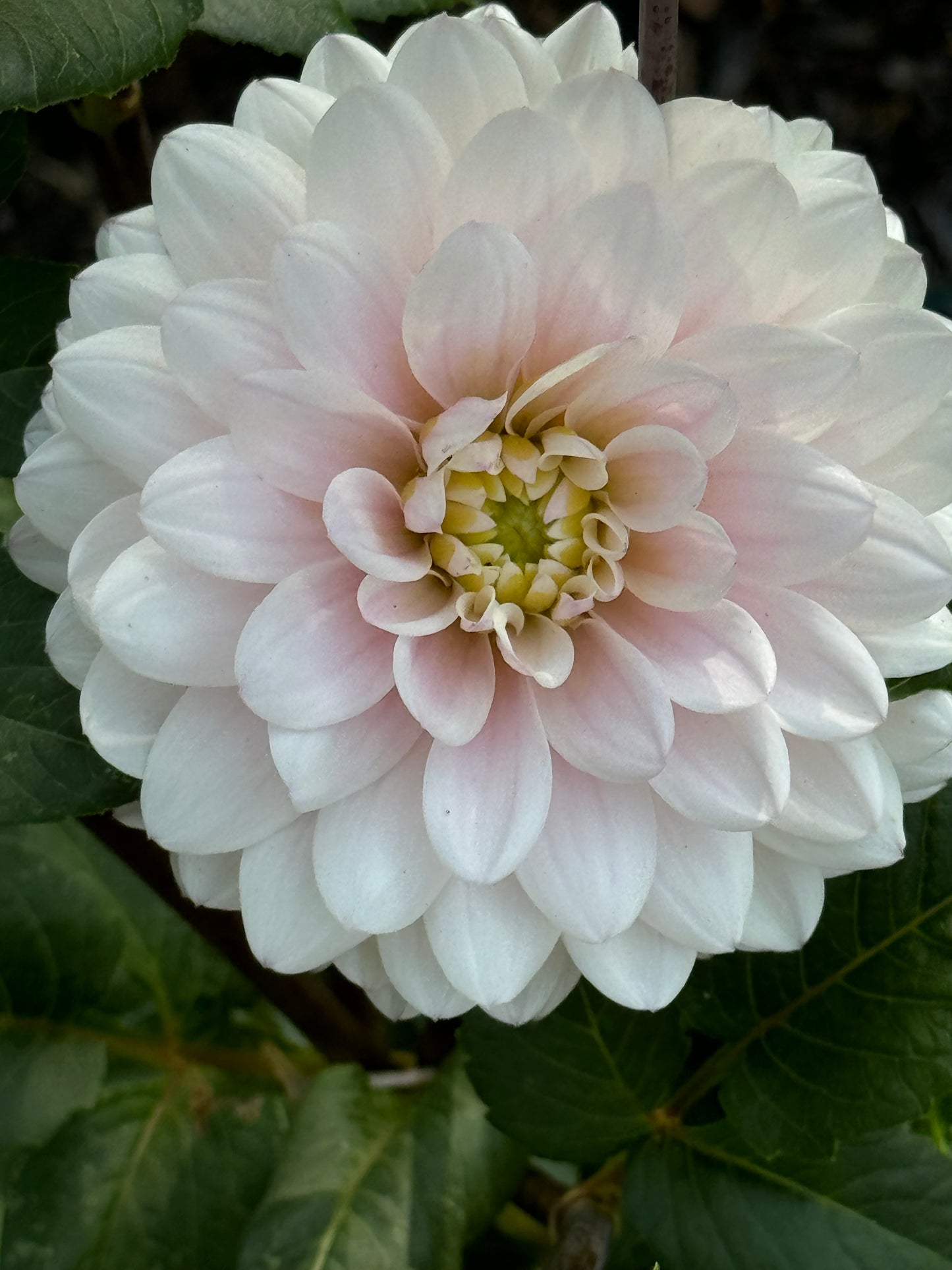 Silver Years Dahlia
