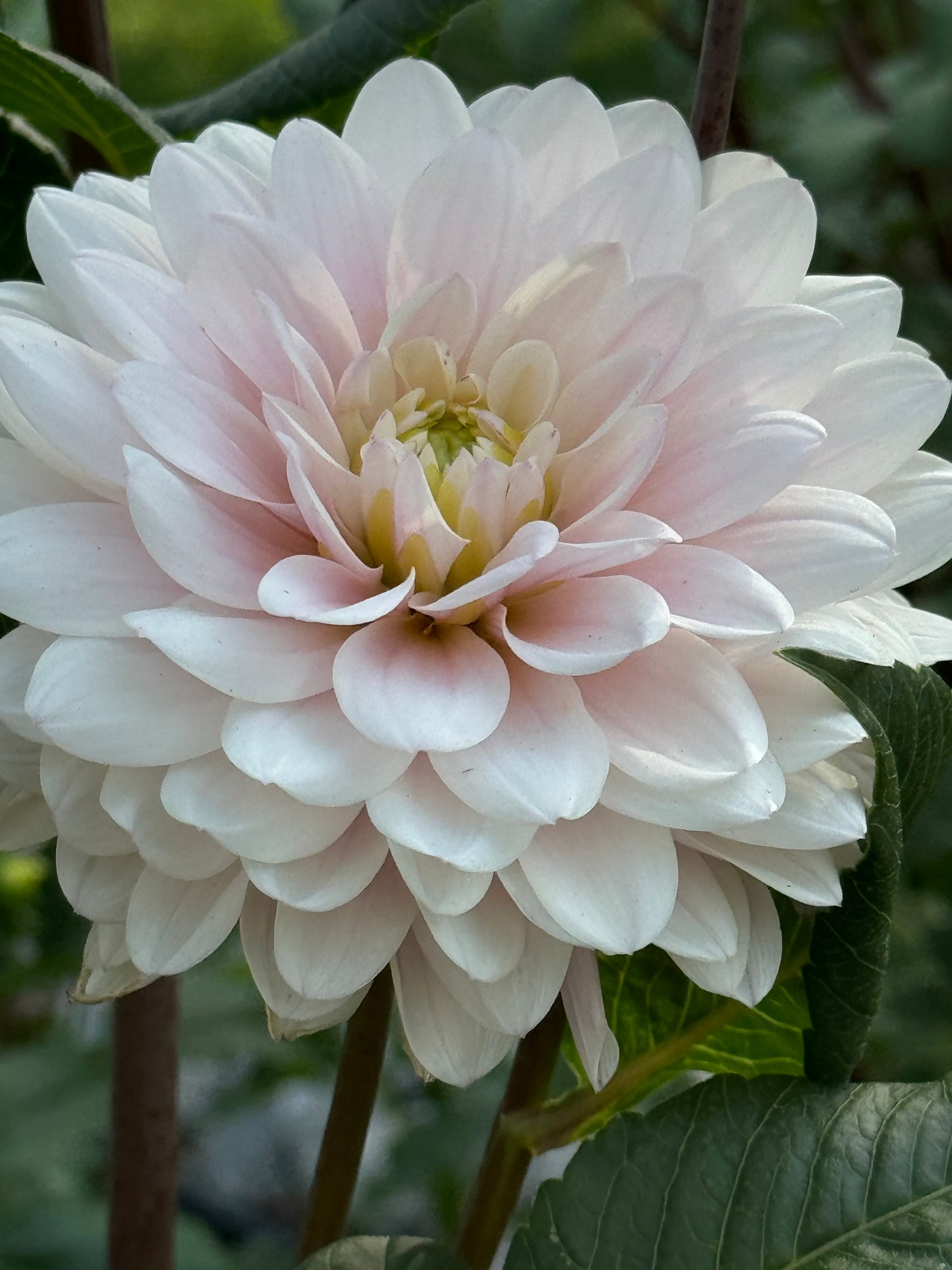 Silver Years Dahlia