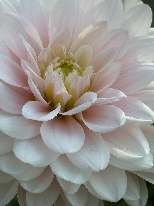 Silver Years Dahlia