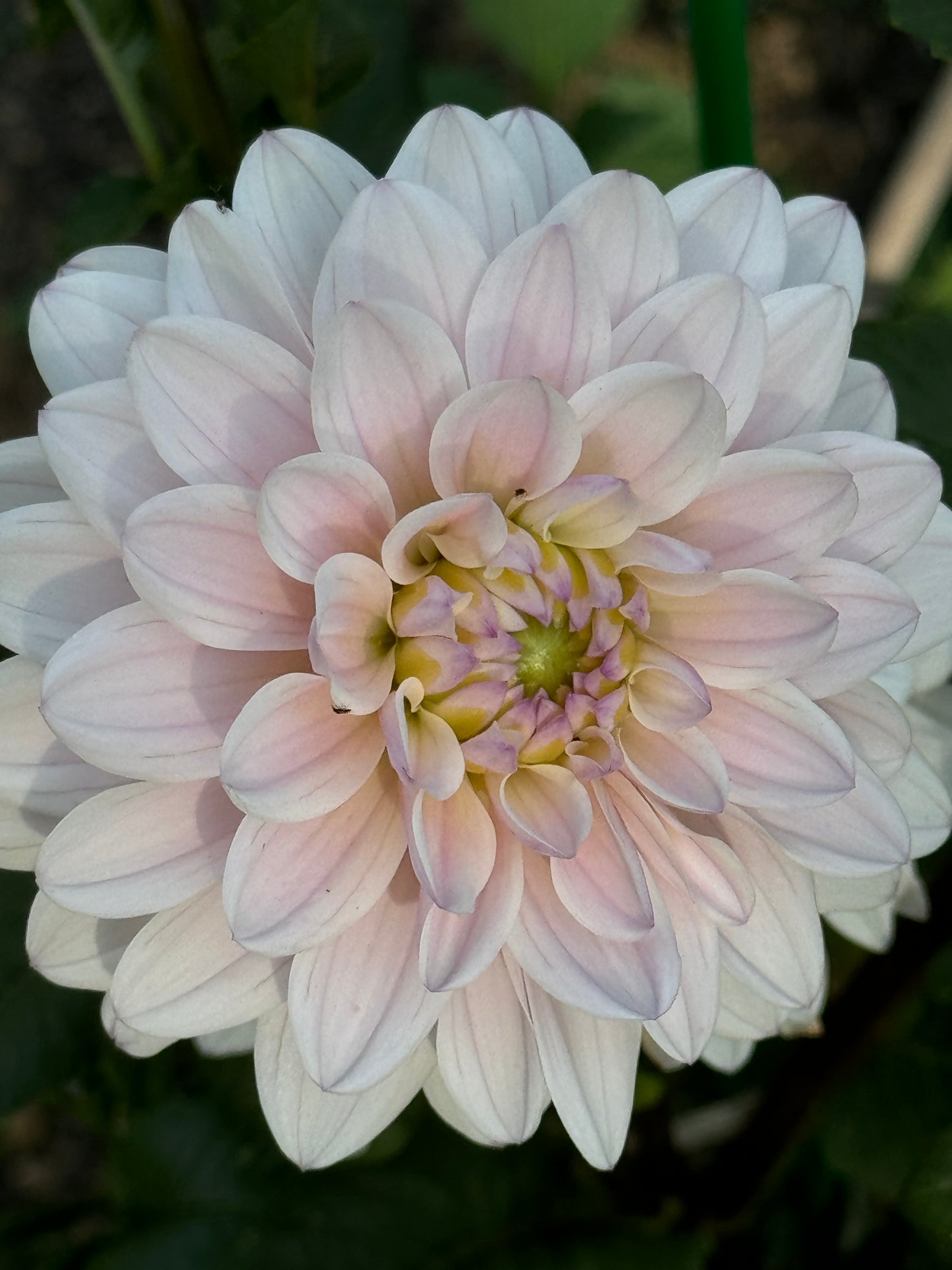 Silver Years Dahlia