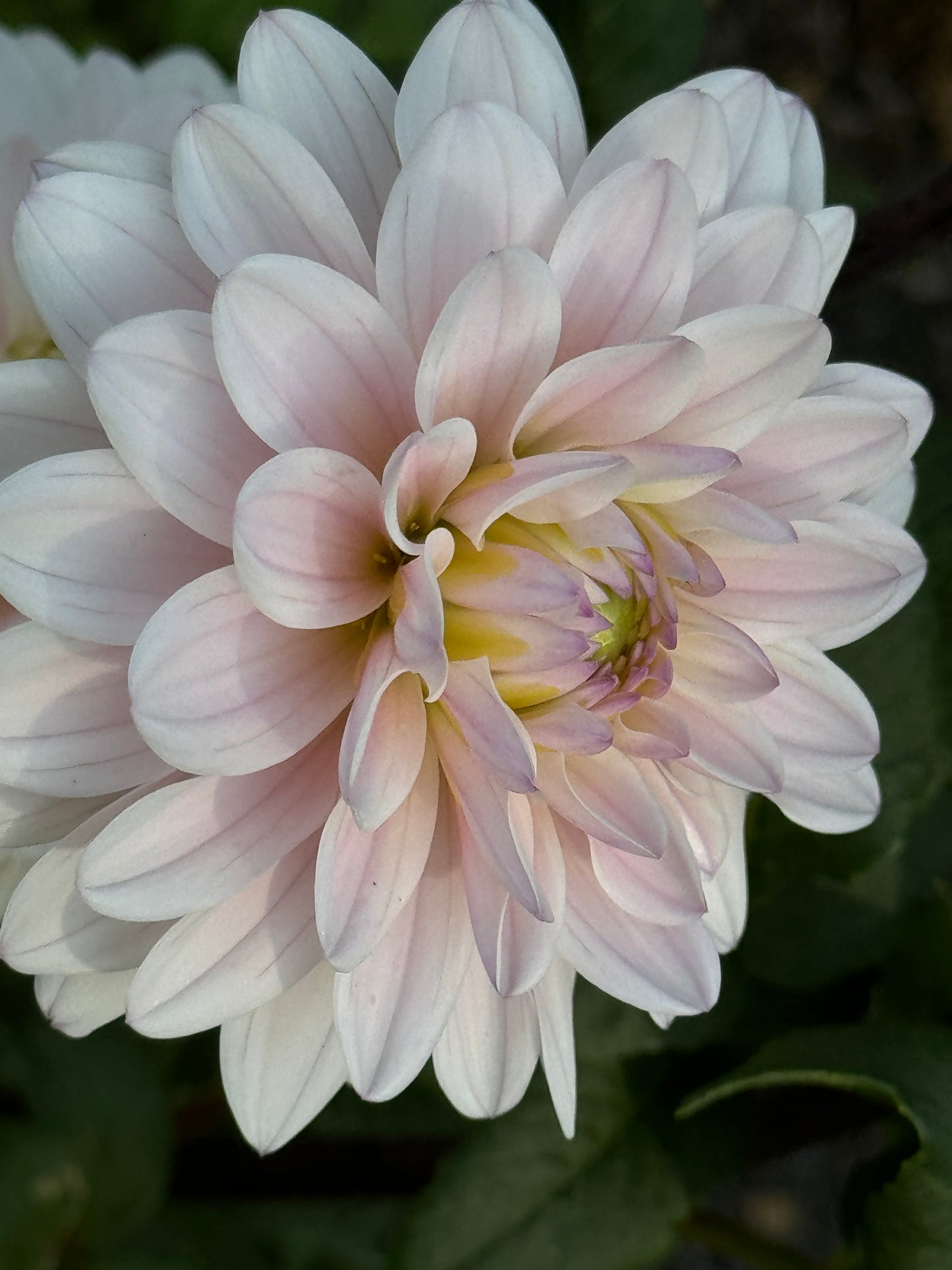 Silver Years Dahlia