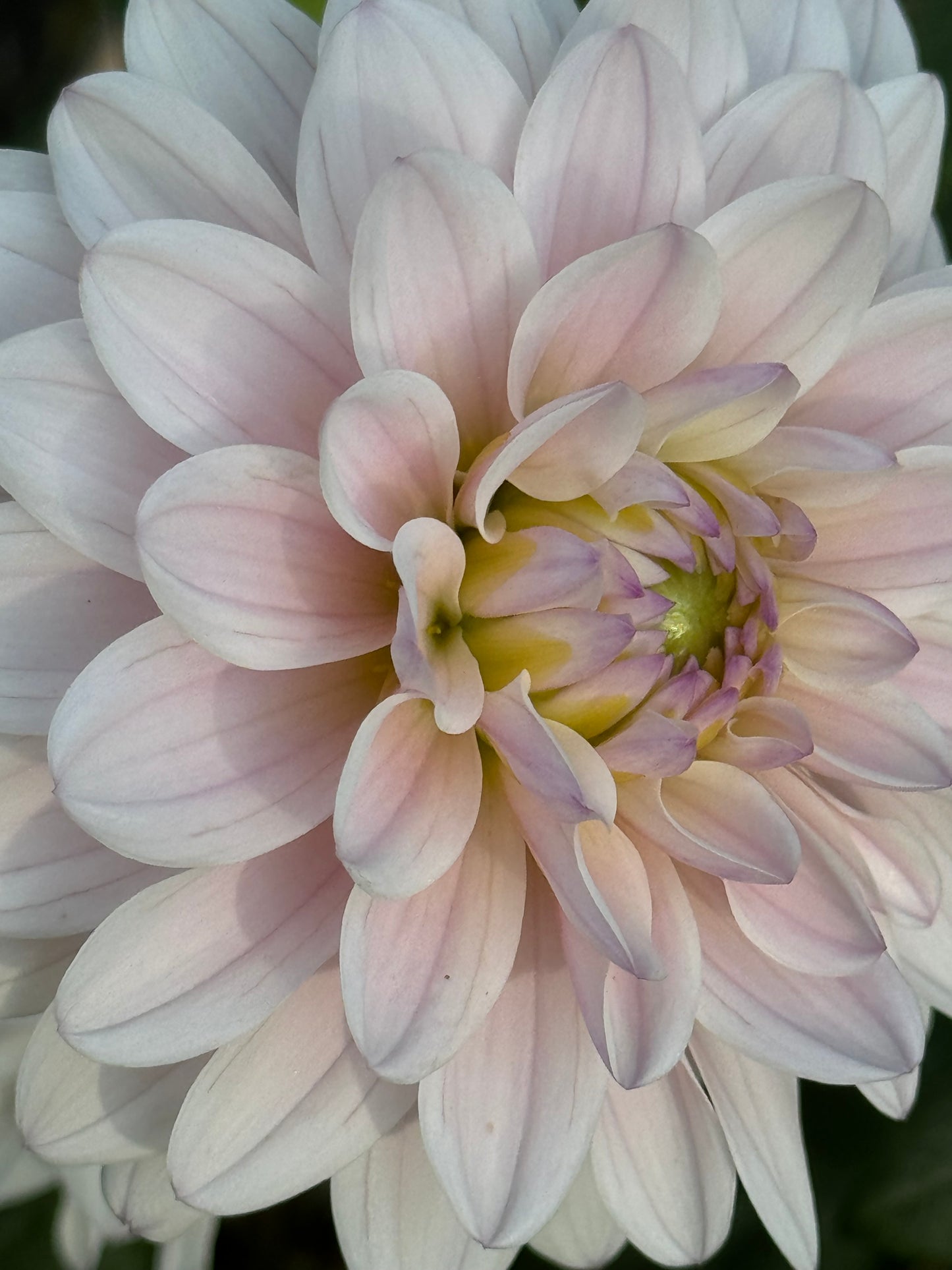 Silver Years Dahlia