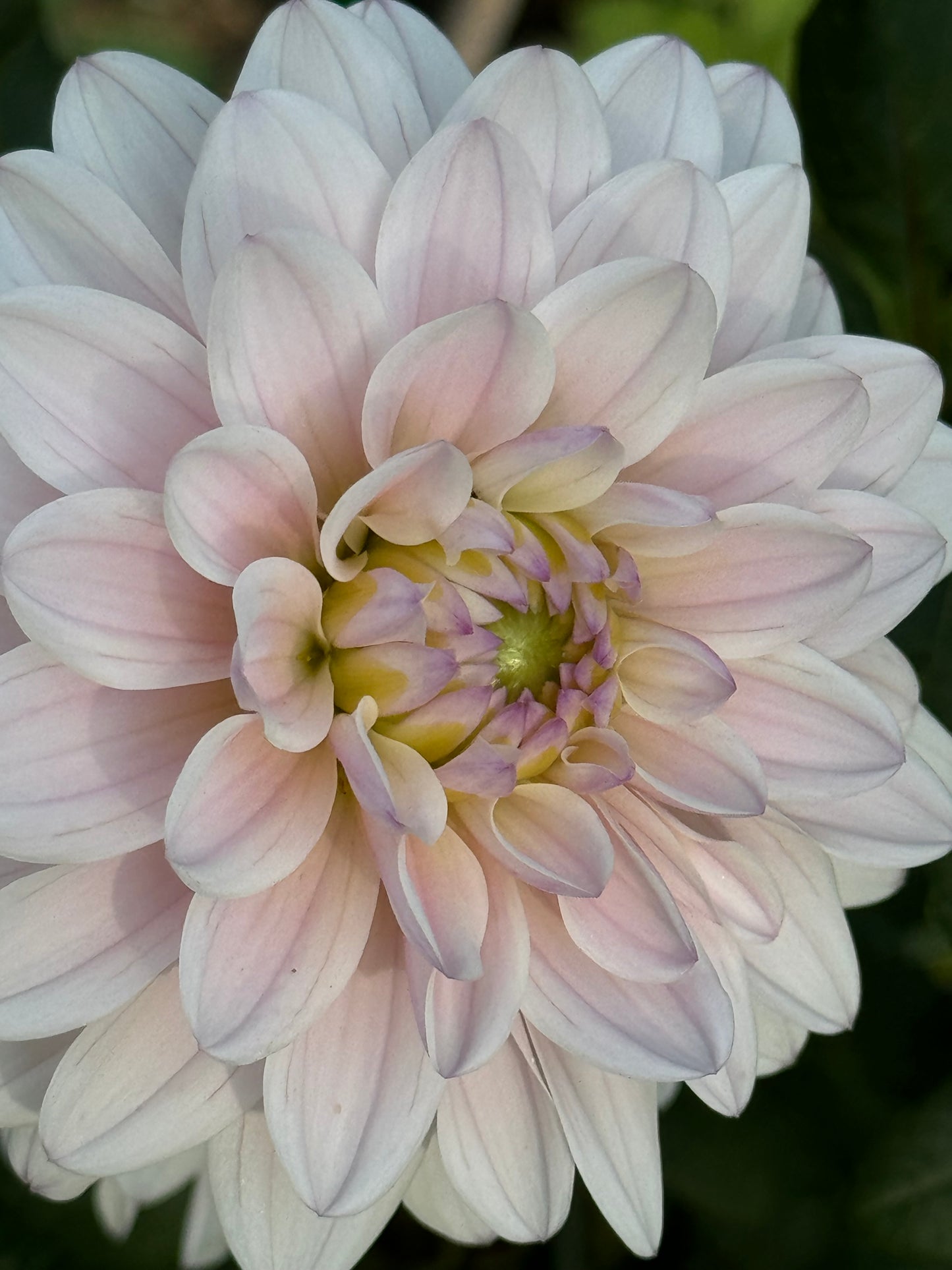 Silver Years Dahlia
