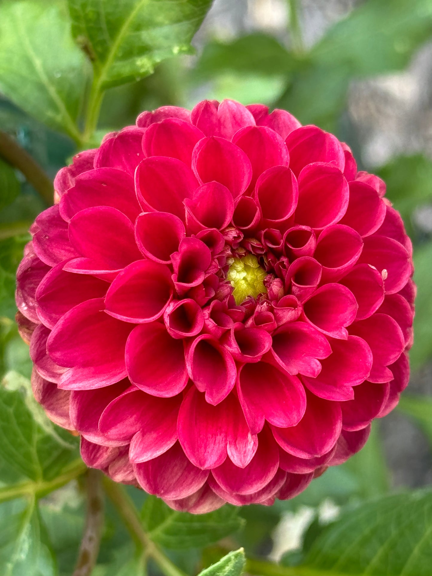 Bloomquist Paul Jr Dahlia