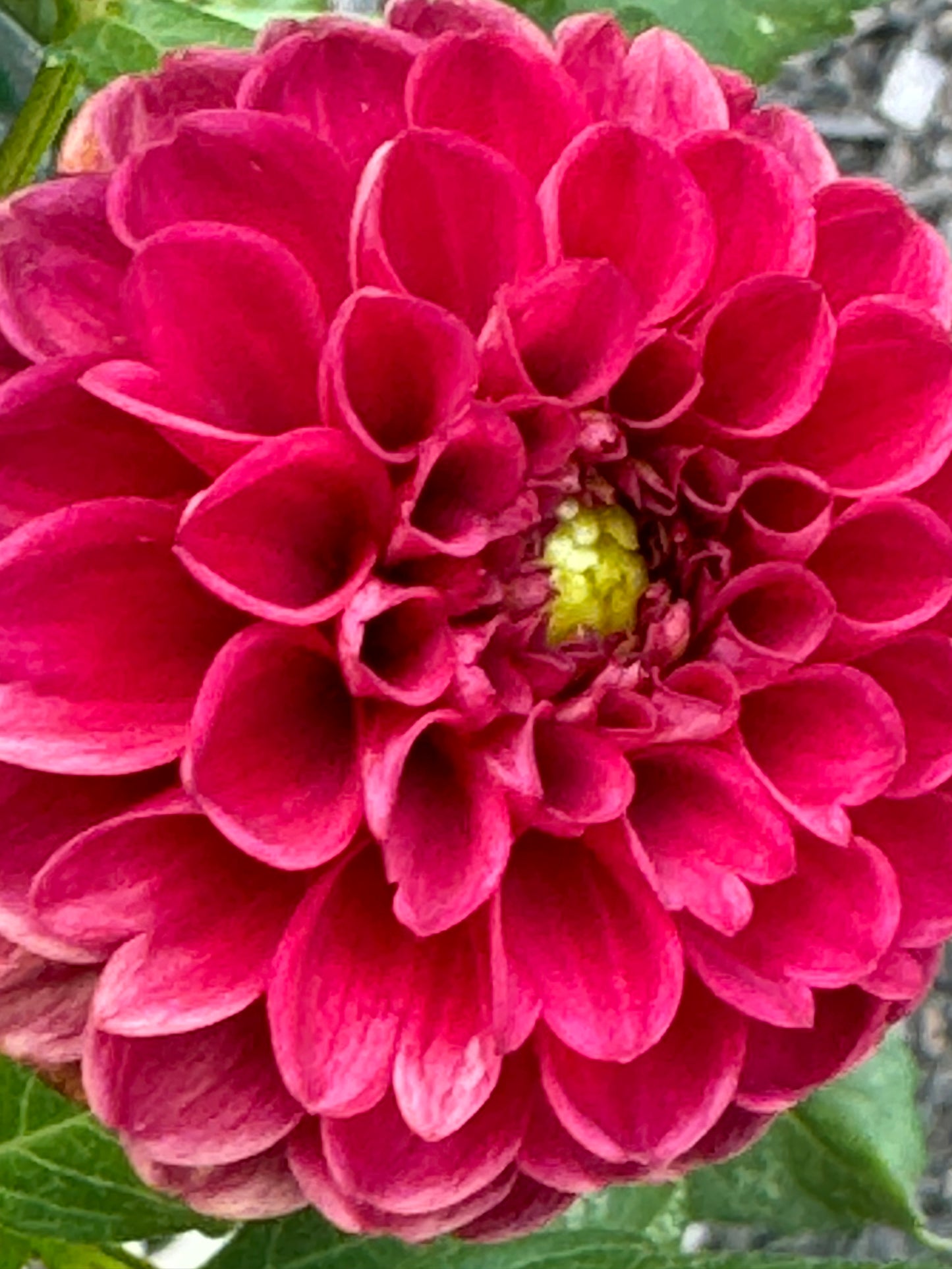 Bloomquist Paul Jr Dahlia